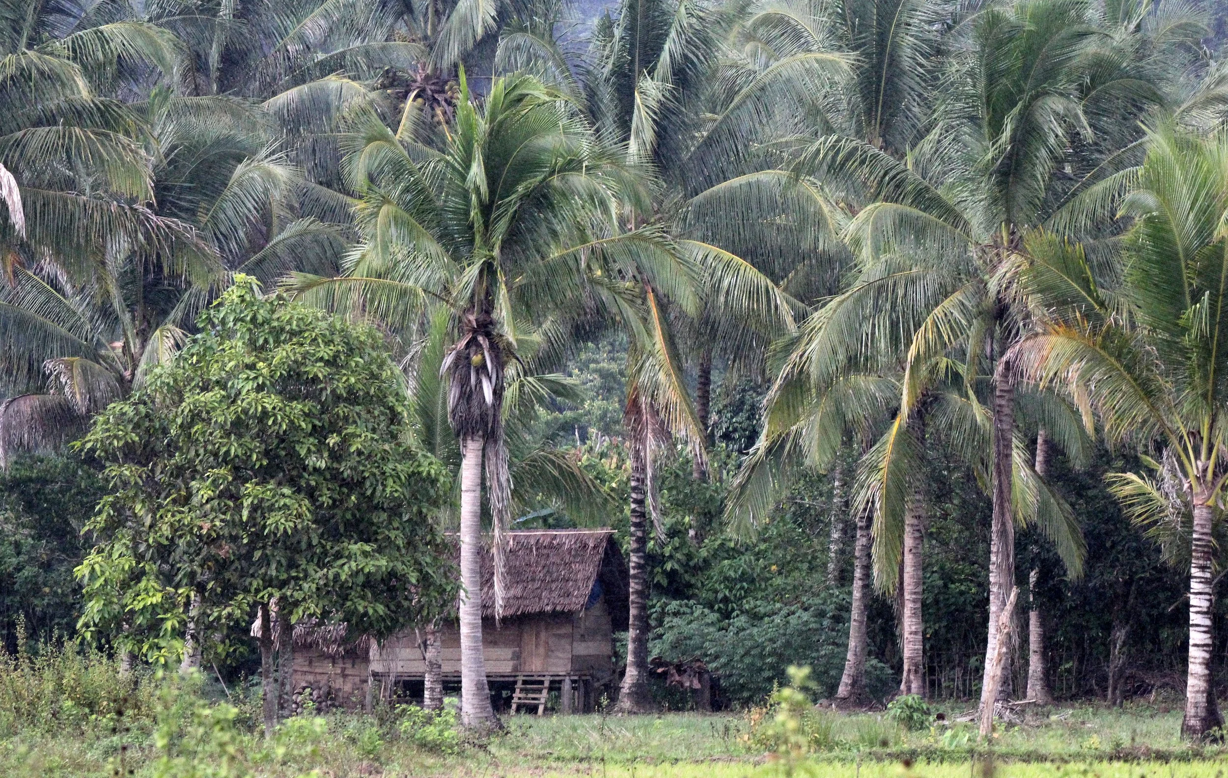 NANTU NATIONAL NATURE RESERVE - SULAWESI INDONESIA (3).JPG