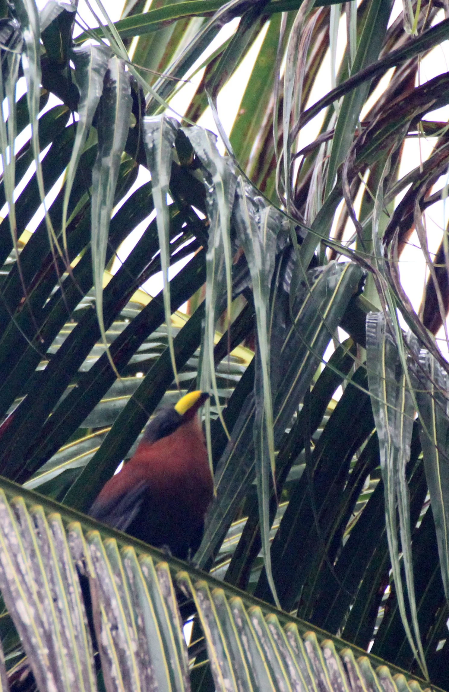 Yellow-billed Malkoha (Rhamphococcyx calyorhynchus) Sulawesi NP Indonesia (3).JPG