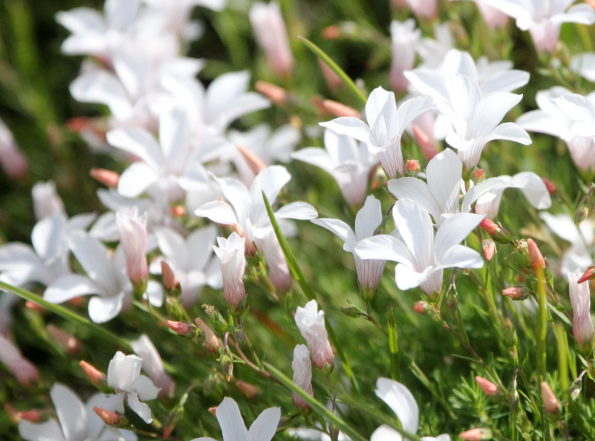 VERCORS NATIONAL PARK FRANCE (28).JPG