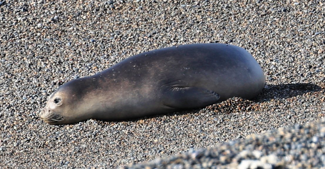 Southern Elephant Seal (Mirounga leonina) Valdes Peninsula, Chubut Province, Argentina Day