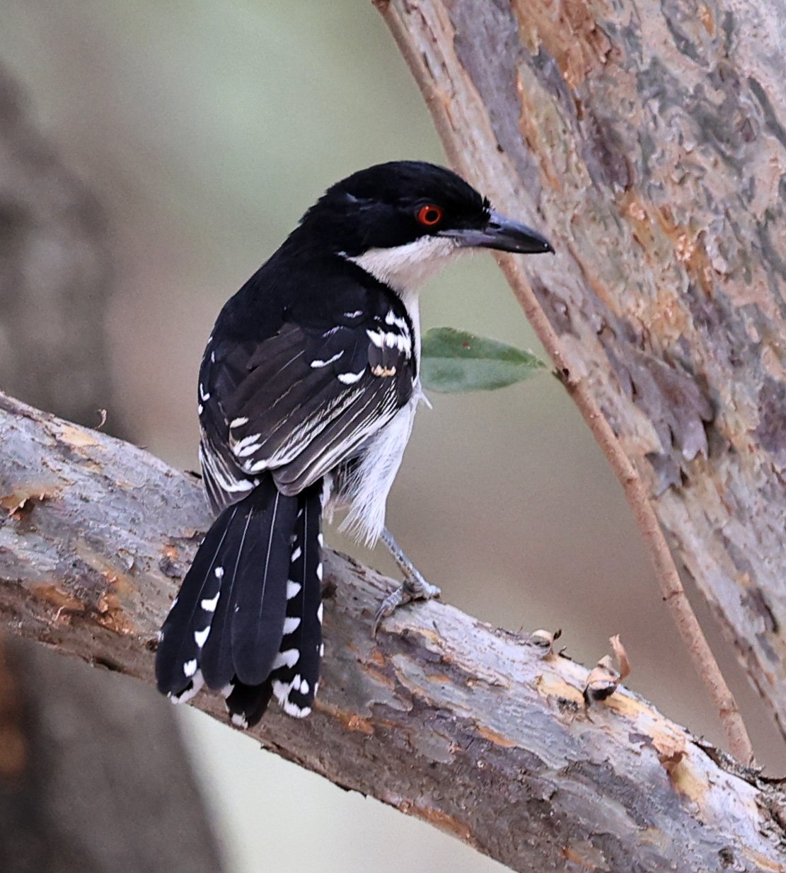 Great Antshrike (Taraba major) 
