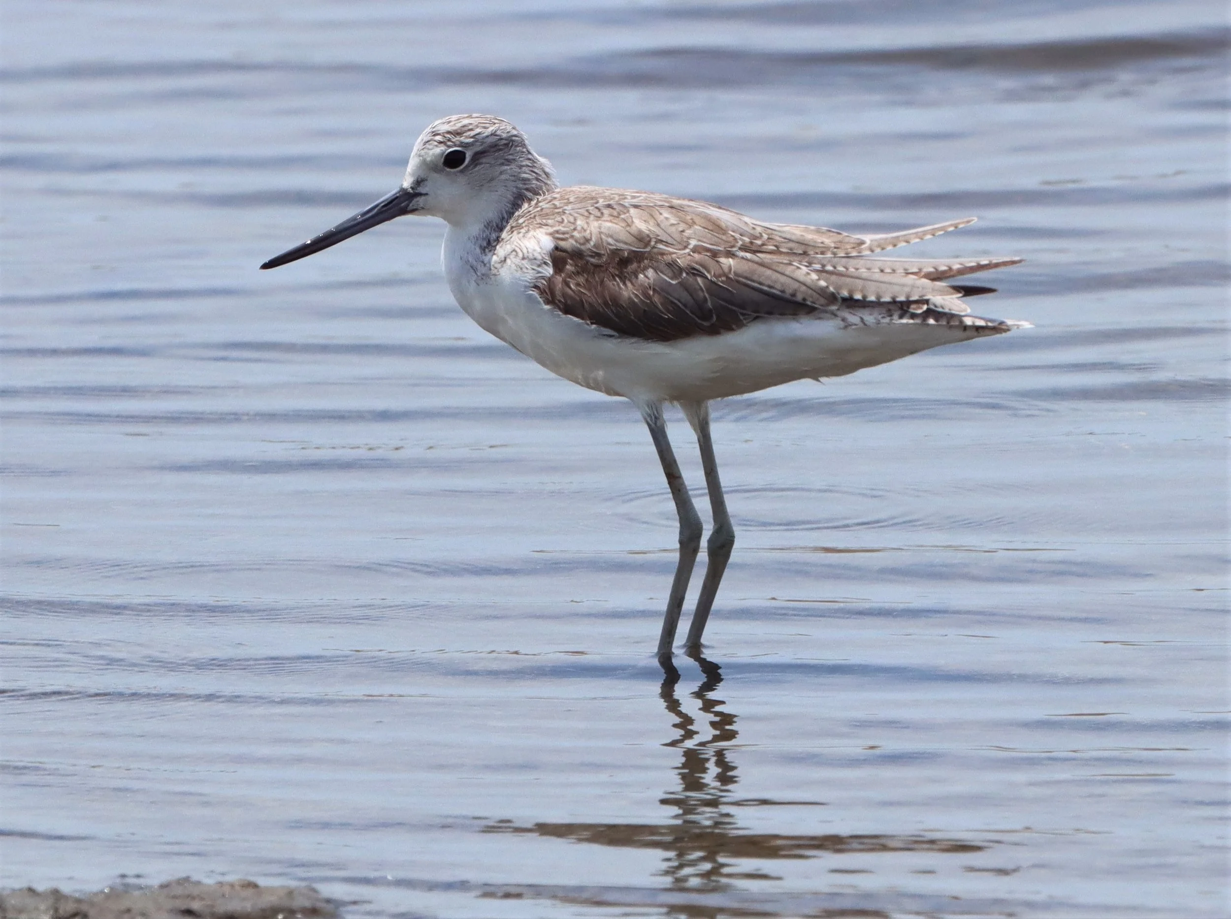 GREENSHANK - COMMON GREENSHANK - Tringa nebularia - PETCHABURI PROVINCE, PAK THALE (9).jpg