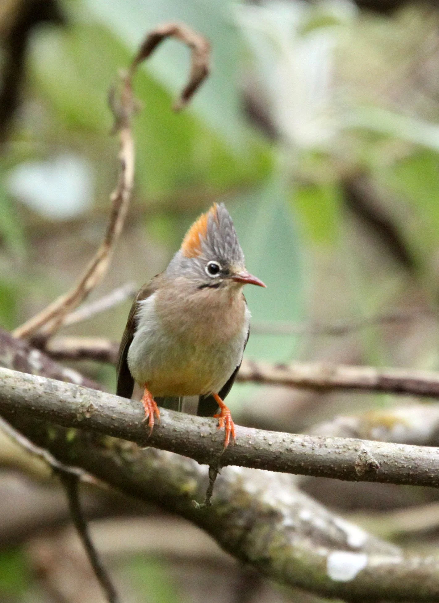 Rufous-vented Yuhina (Yuhina occipitalis) Wuliangshan Reserve, Yunnan China (4).JPG