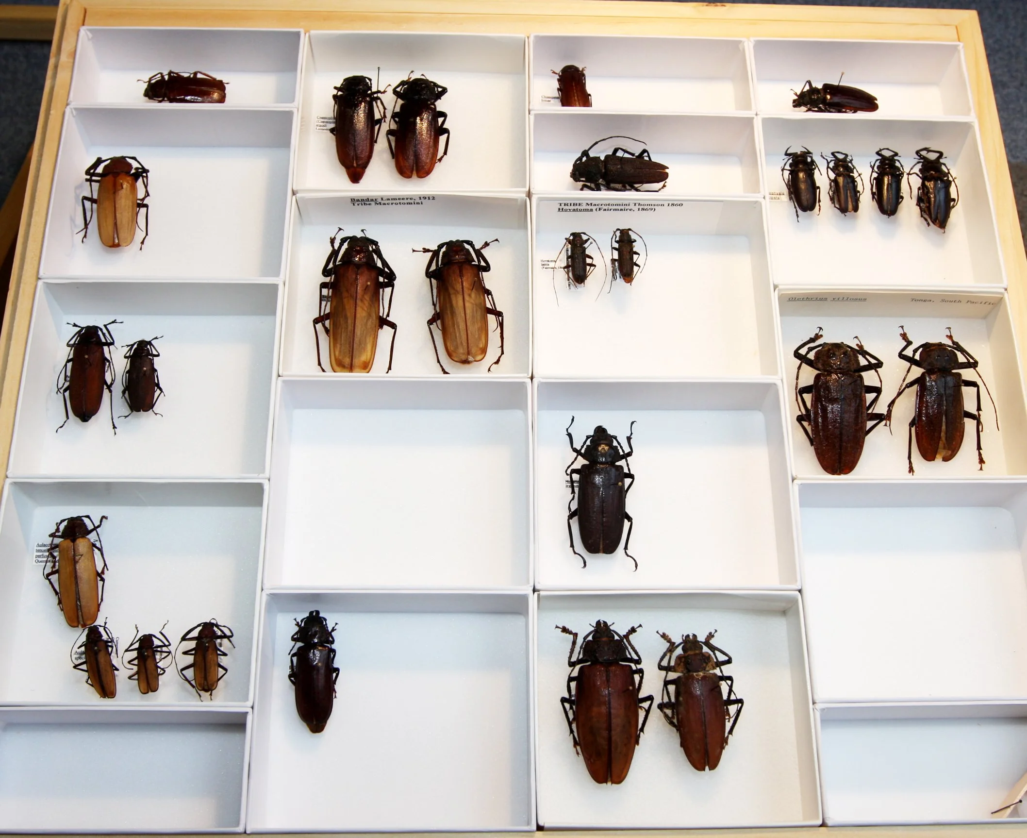 Prioninae 3  Macrotomini.JPG