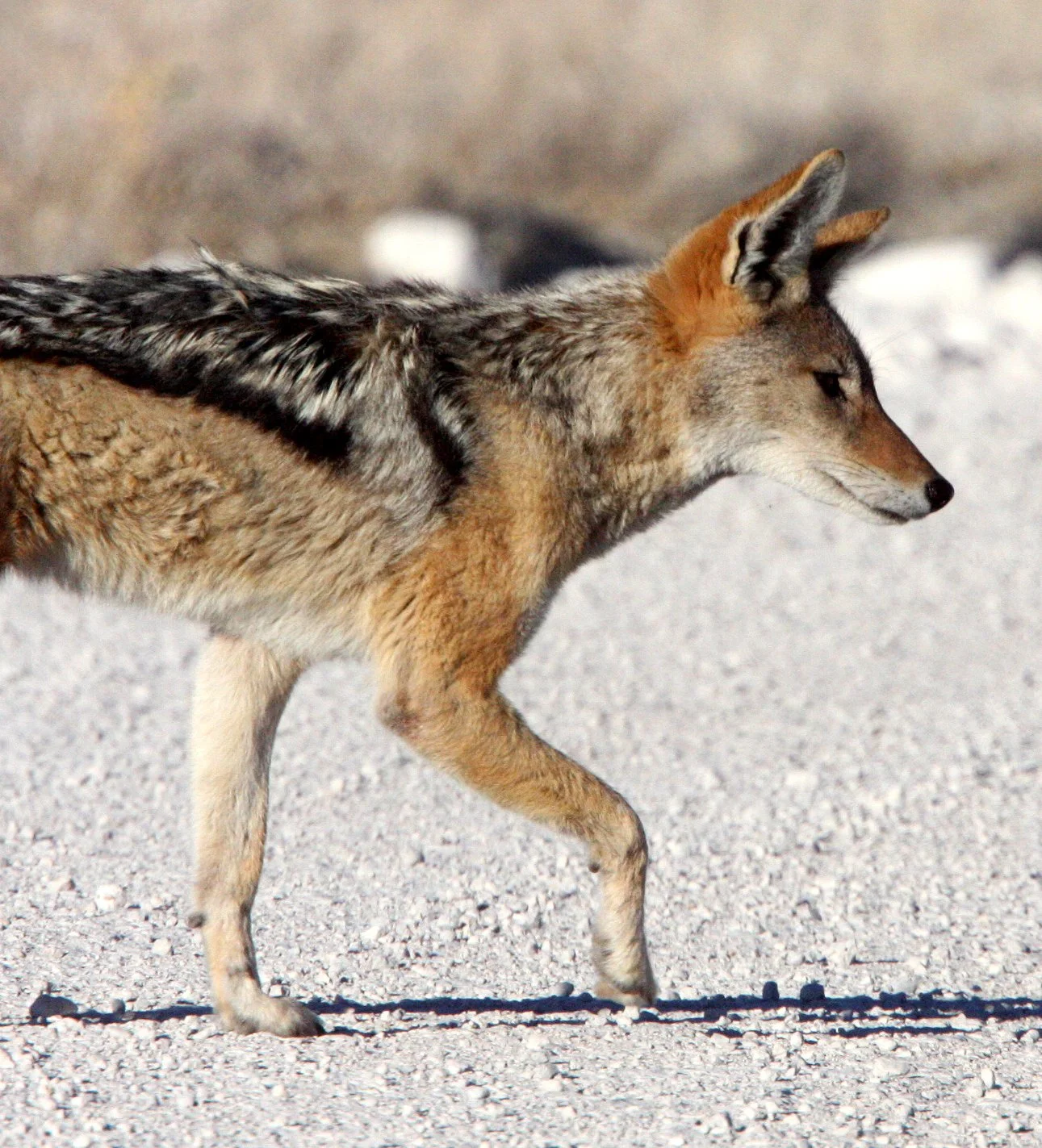 JACKAL - Lupulella mesomelas mesomelas - CAPE BLACK-BACKED JACKAL - ETOSHA NATIONAL PARK NAMIBIA (22).JPG