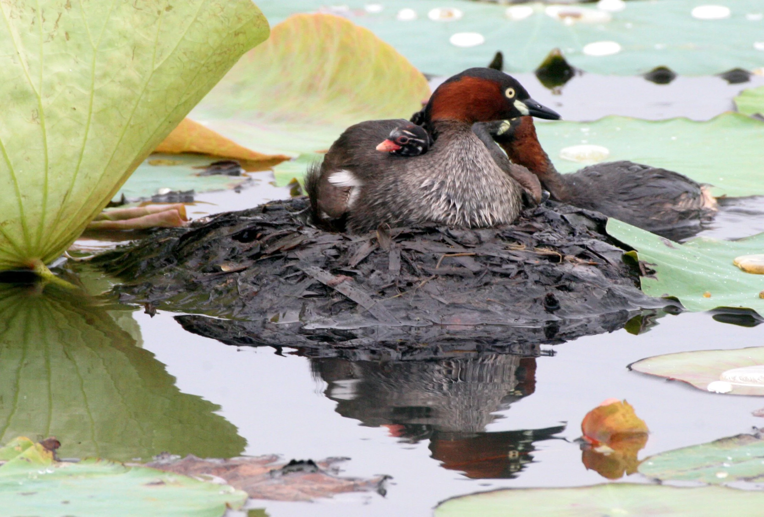Little Grebe (Tachybaptus ruficollis) Bueng Boraphet Wetlands Nakhon Sawan Thailand (34).JPG