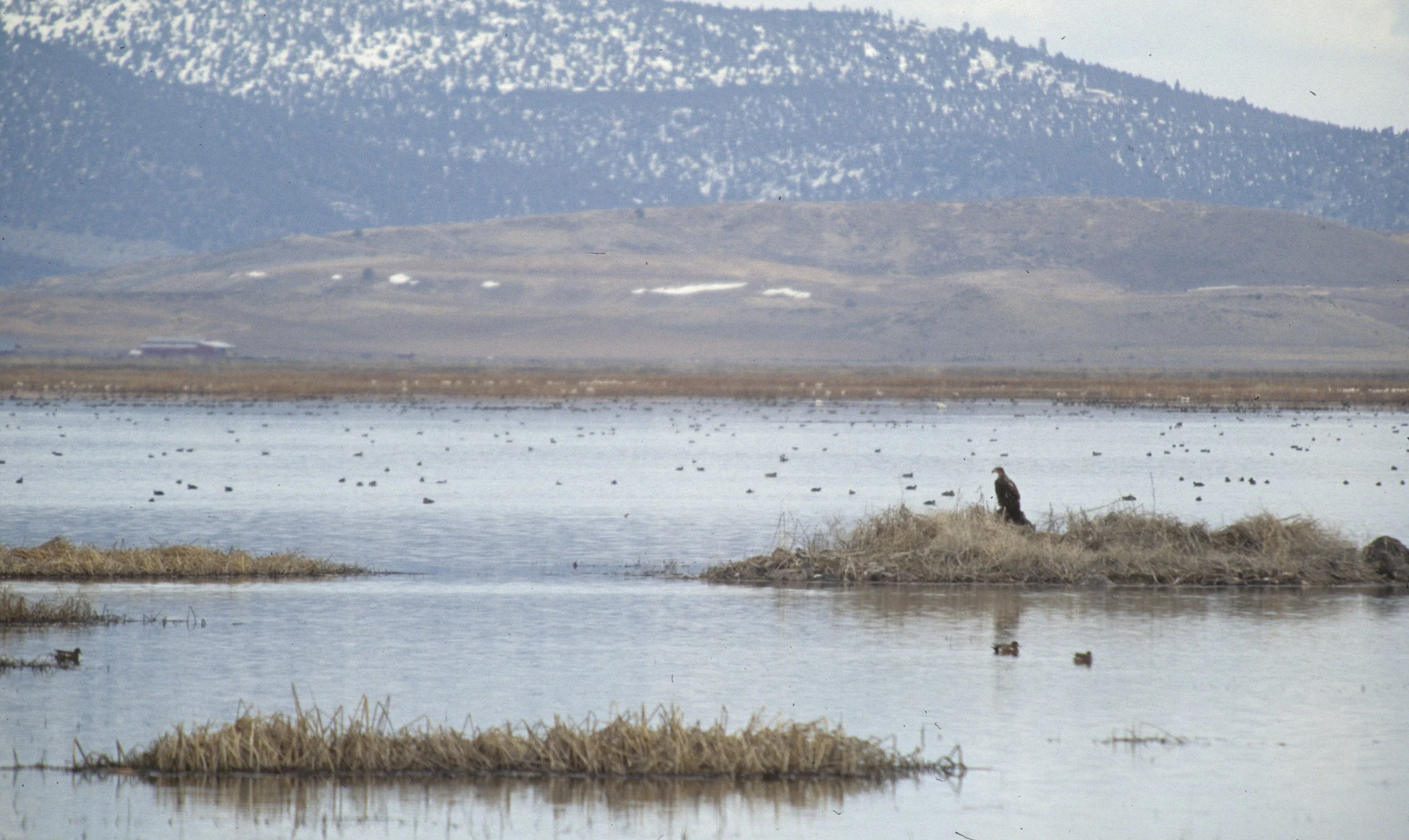 Aquila chrysaetos canadensis - AMERICAN GOLDEN EAGLE - KLAMMATH BASIN NORTHERN CALIFORNIA (1).jpg