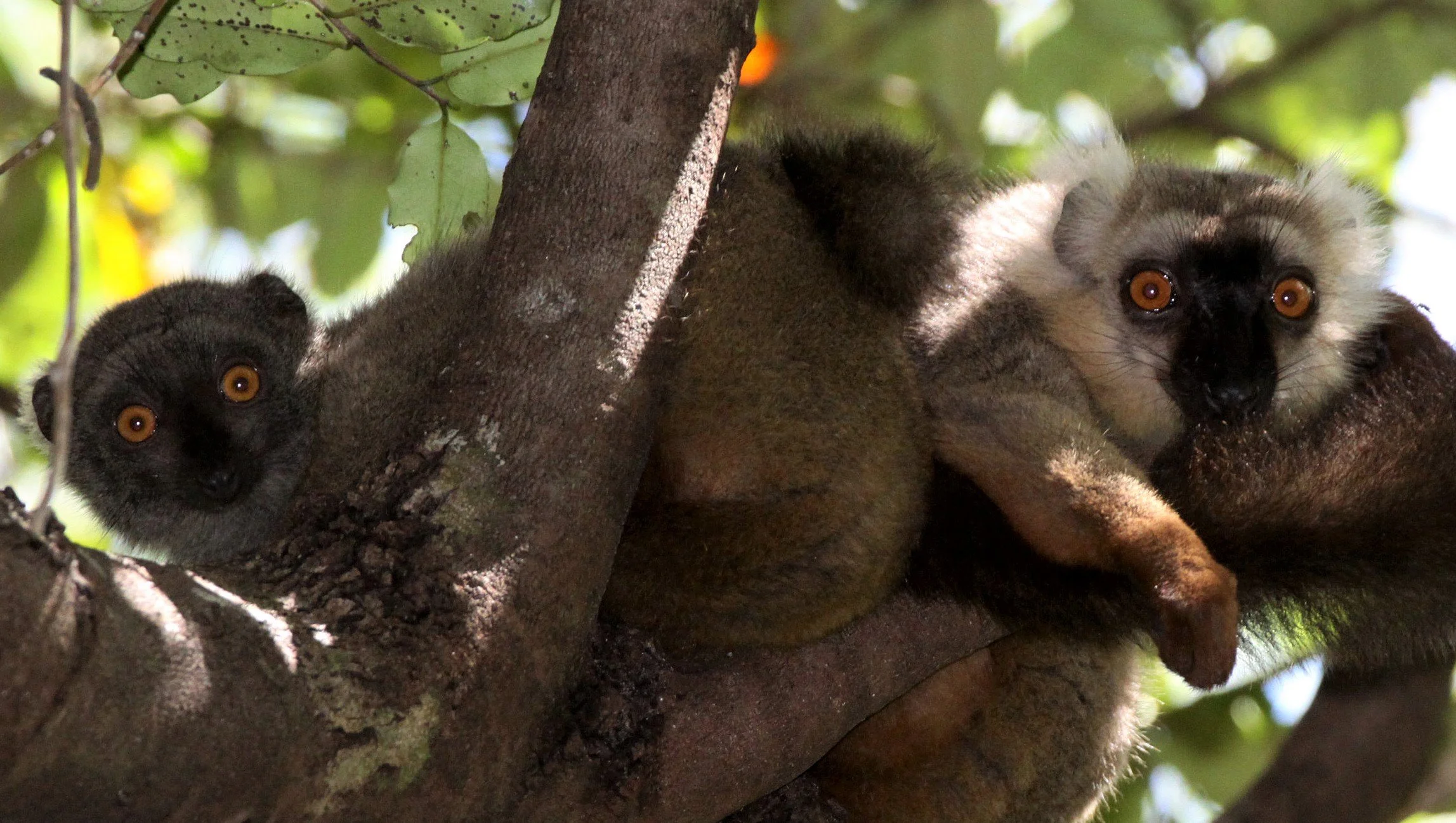 LEMURIDAE - Eulemur sanfordi - SANFORD'S BROWN LEMUR - ANKARANA NATIONAL PARK MADAGASCAR aa2.jpg
