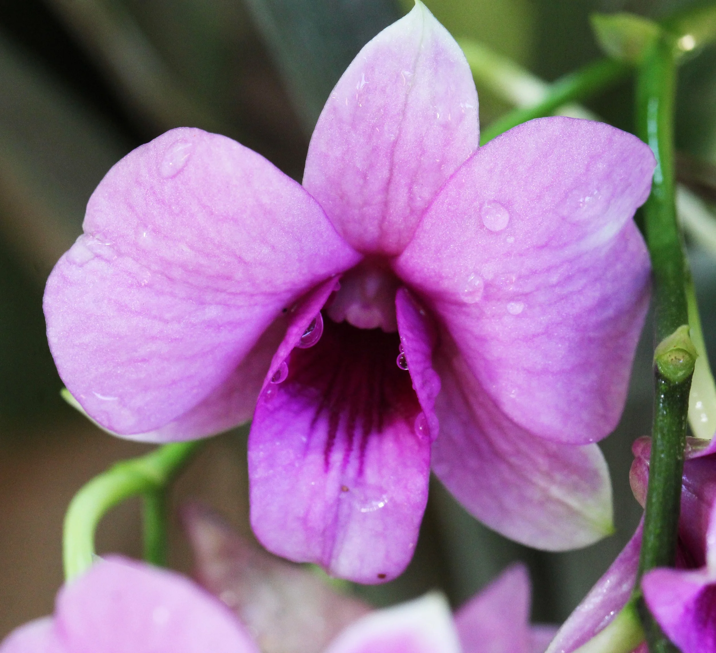 2015 Bangkok Sunset, Orchids and Misc (10).JPG