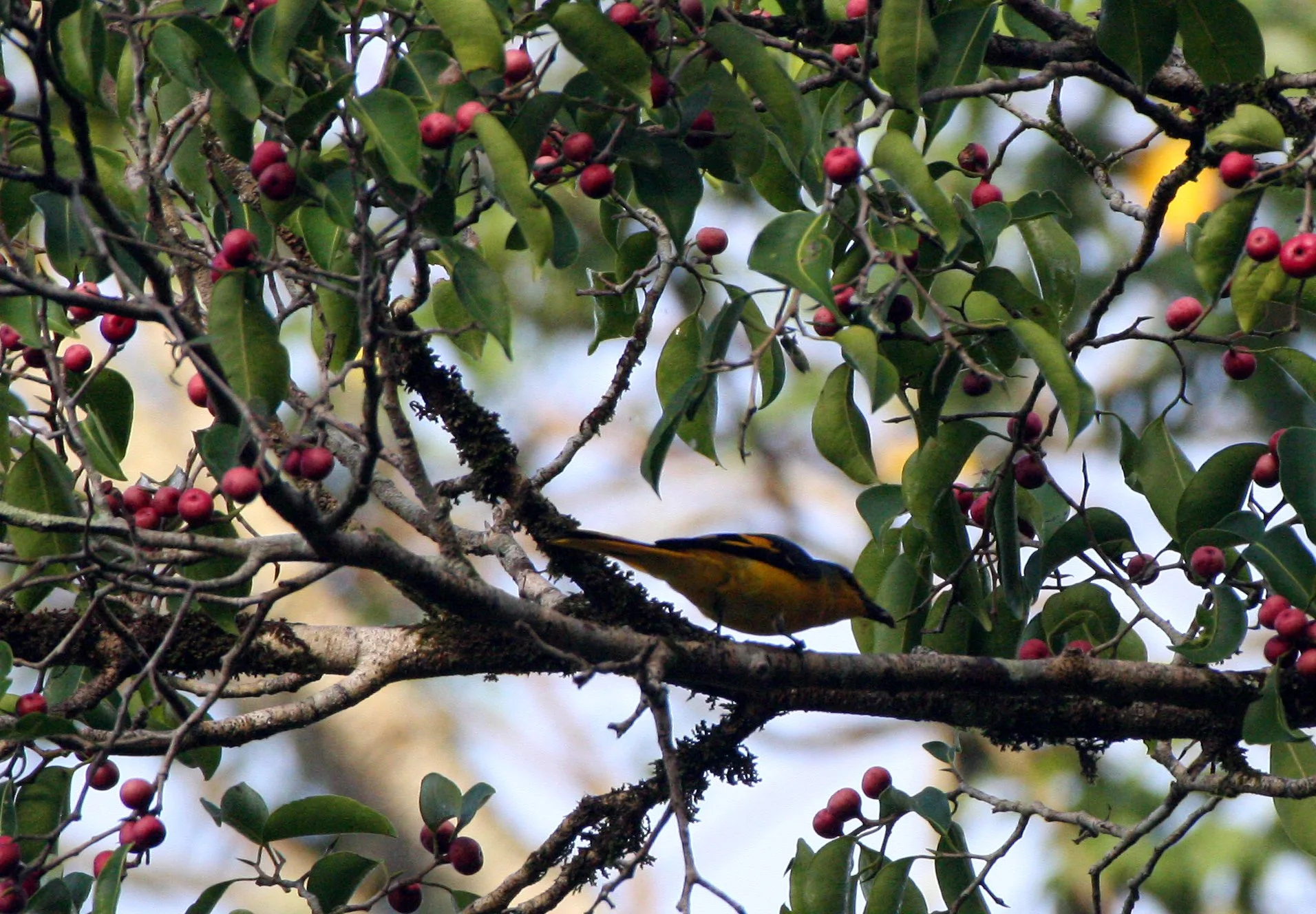 Scarlet Minivet (Pericrocotus speciosus) Kaeng Krachan NP Thailand (19).JPG