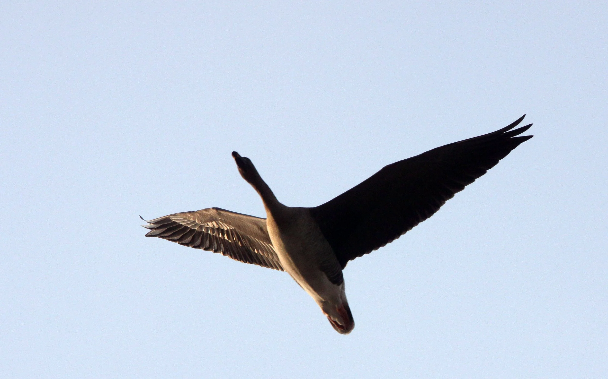 BIRD - GOOSE - BEAN GOOSE - ANSER FABALIS - POYANG LAKE, JIANGXI PROVINCE, CHINA  (2).JPG