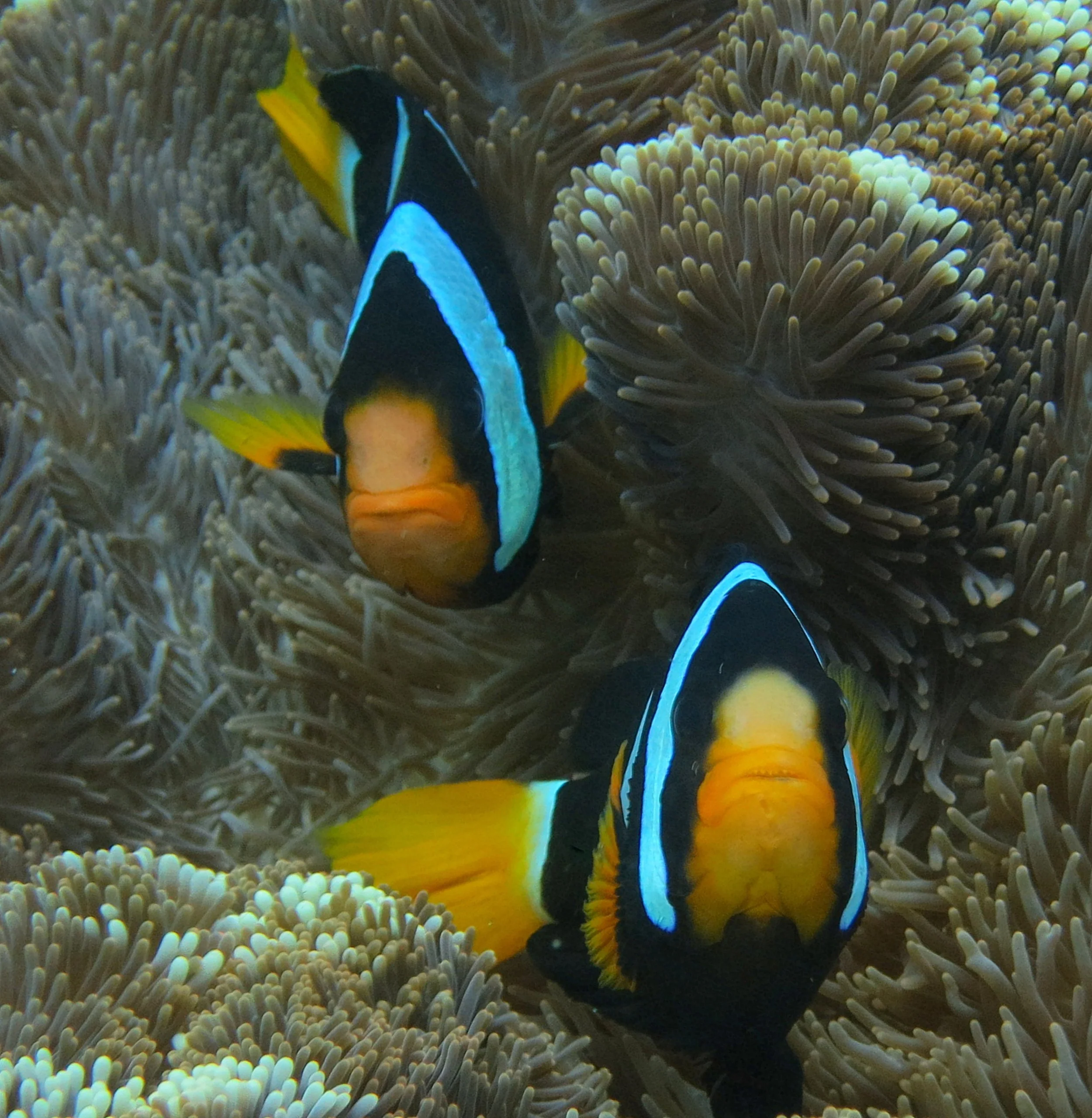 Pomacentridae - Amphiprion clarkii - Clark's Anemonefish - Similan Islands Marine Park Thailand (38).JPG