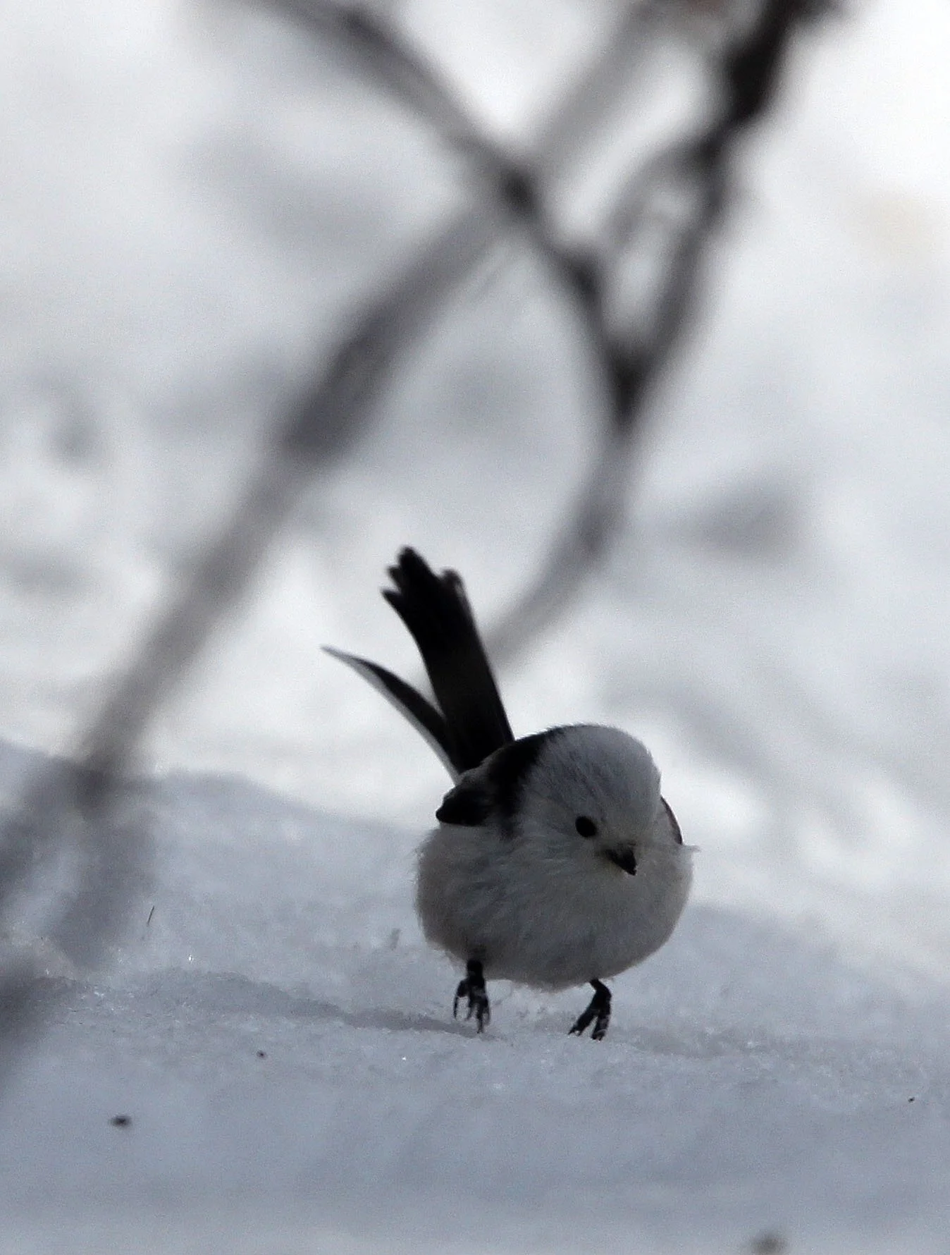 Long-tailed tit (Aegithalos caudatus) Kinohiroba Park, Abashiri Hokkaido Japan (3).JPG