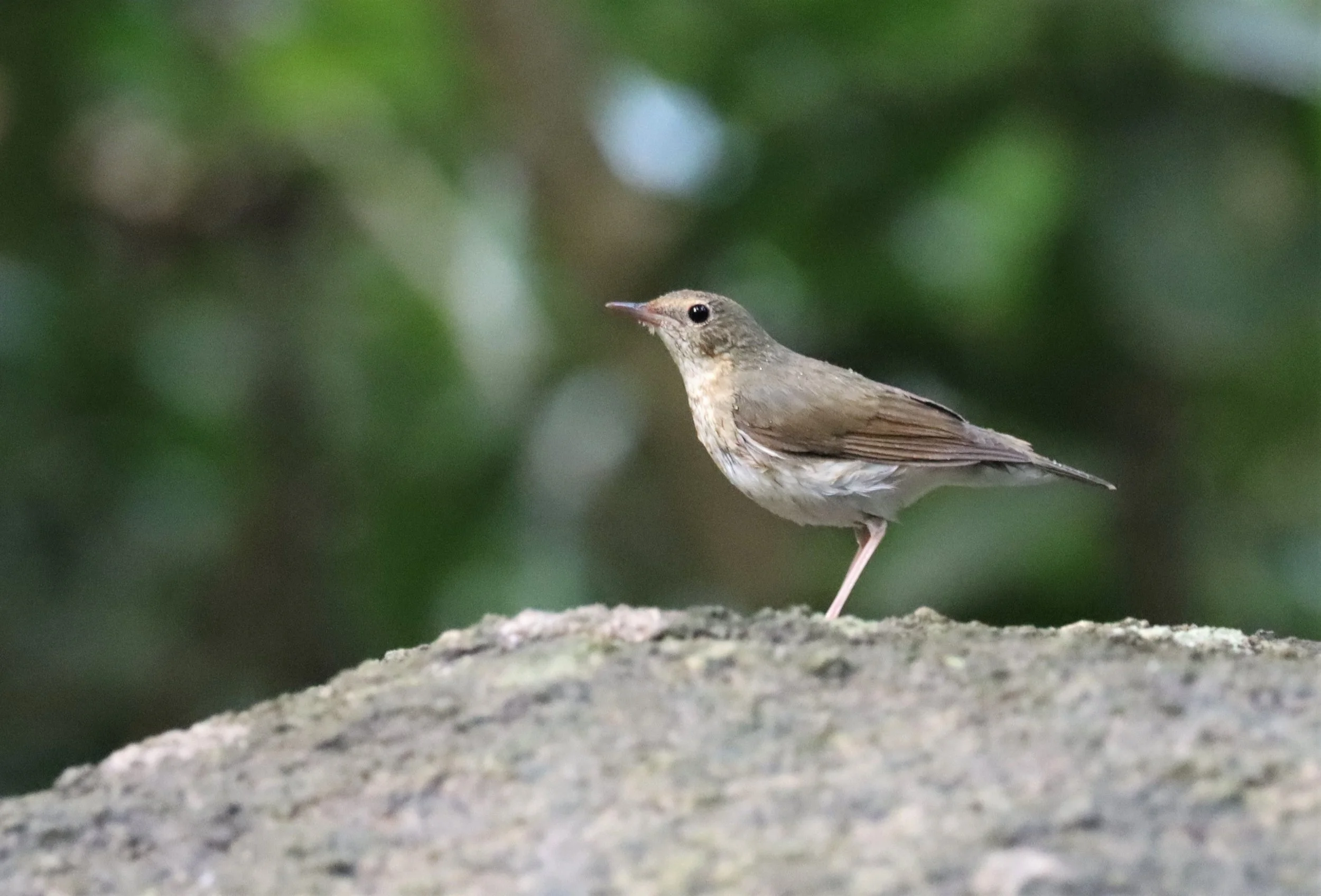 ROBIN - SIBERIAN BLUE ROBIN - Luscinia cyane - WAT THAM PRATHUN CHONBURI (1).jpg