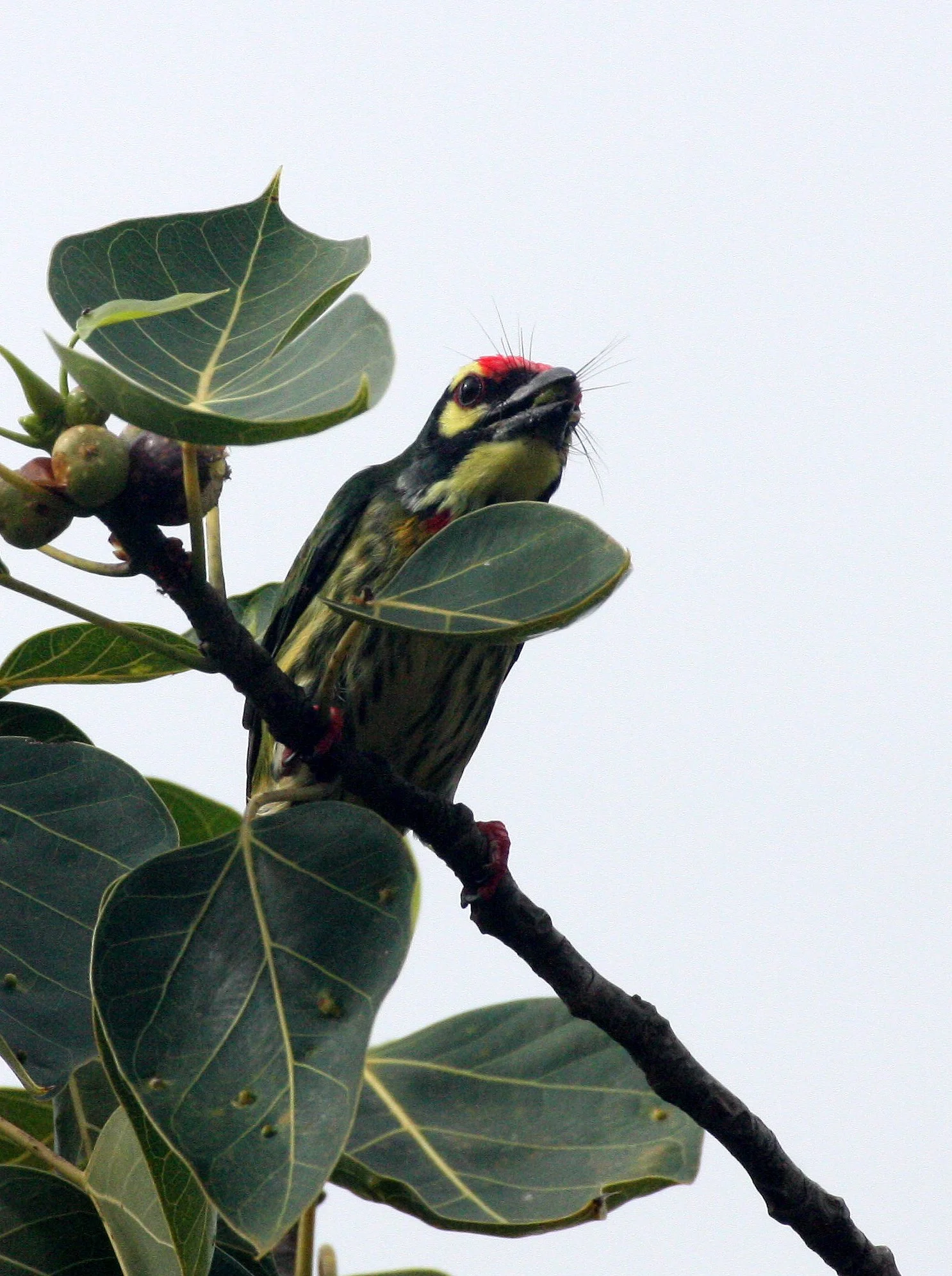 BARBET - COPPERSMITH BARBET - Megalaima haemacephala - KOH LANTA PROPERTY THAILAND (3).JPG