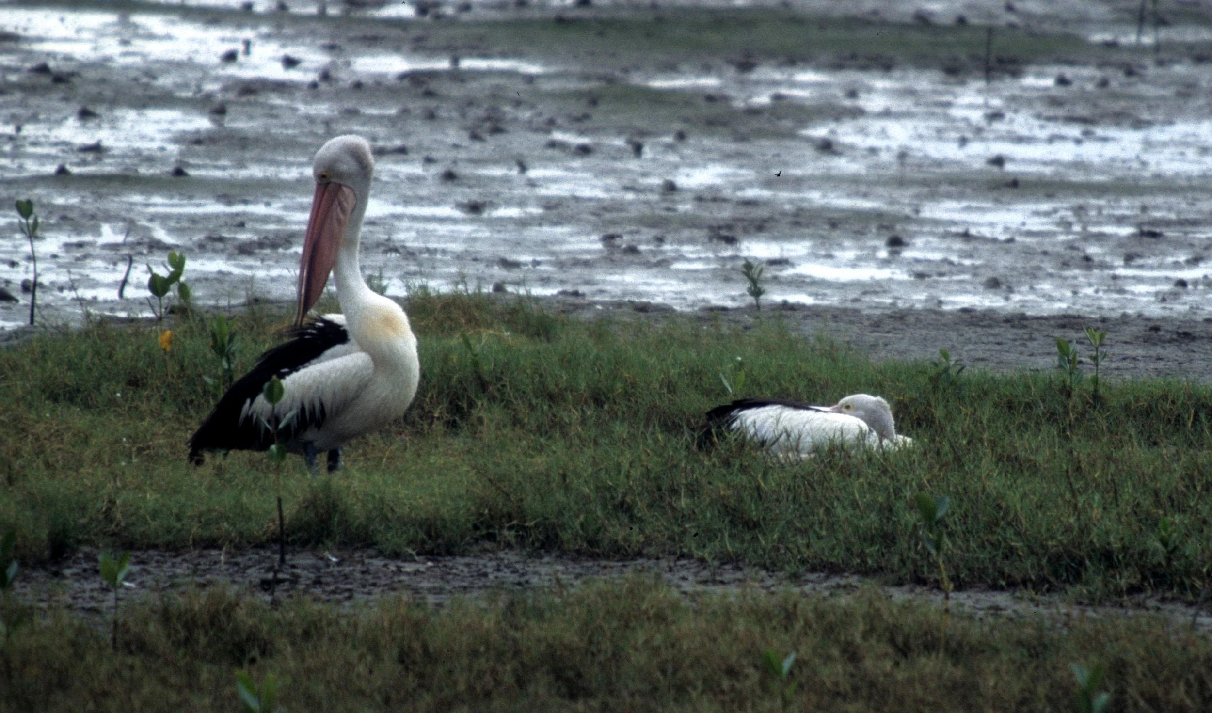 BIRD - PELICAN - AUSTRALIAN PELICAN - CAIRNES HARBOR C.jpg