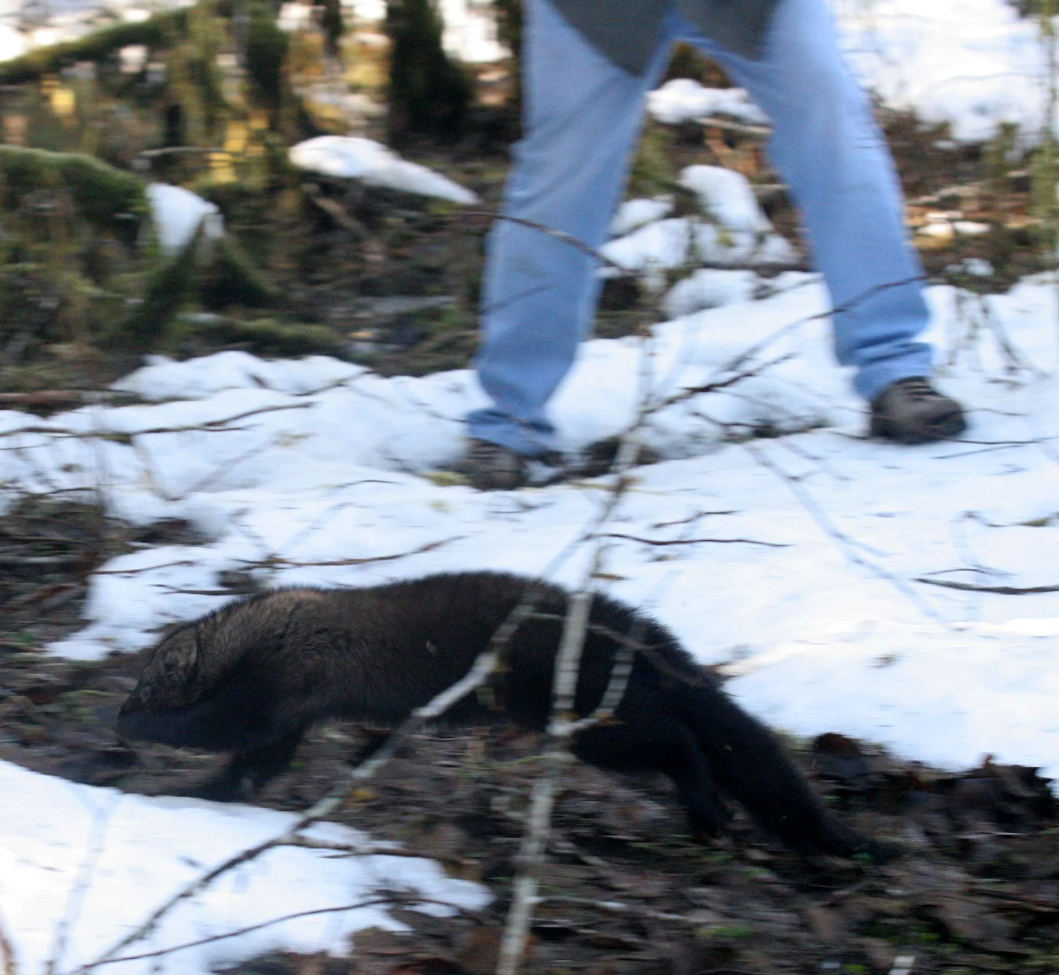 MUSTELID - FISHER - RELEASE IN HOH RAINFORET - JAN 17 2009 (25).JPG
