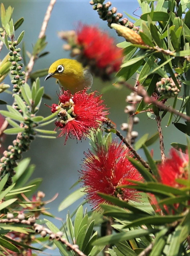 Indian White-eye (Zosterops palpebrosus) Doi Ang Kang Chiang Mai (3).jpg