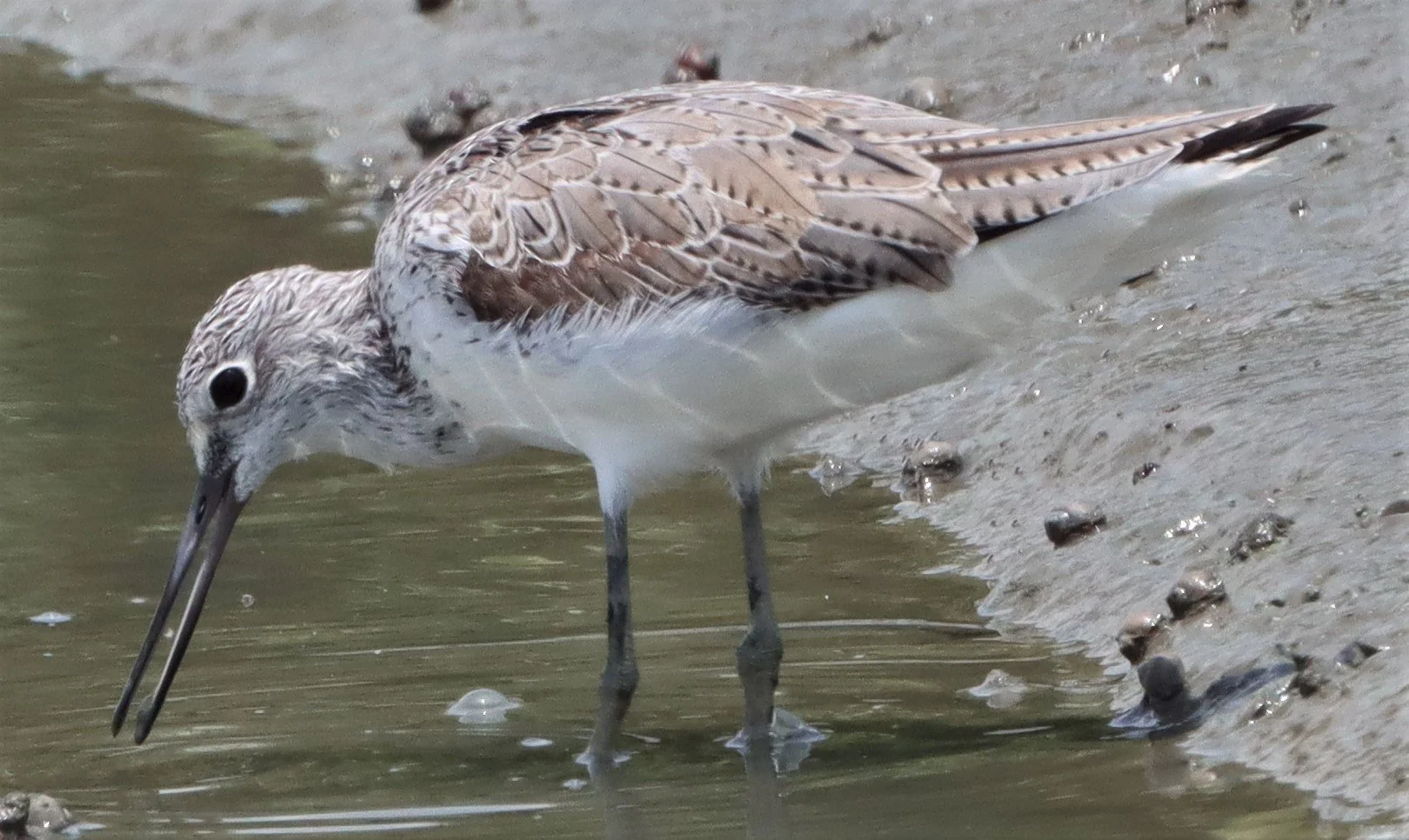 GREENSHANK - COMMON GREENSHANK - Tringa nebularia - PETCHABURI PROVINCE, PAK THALE (4).jpg