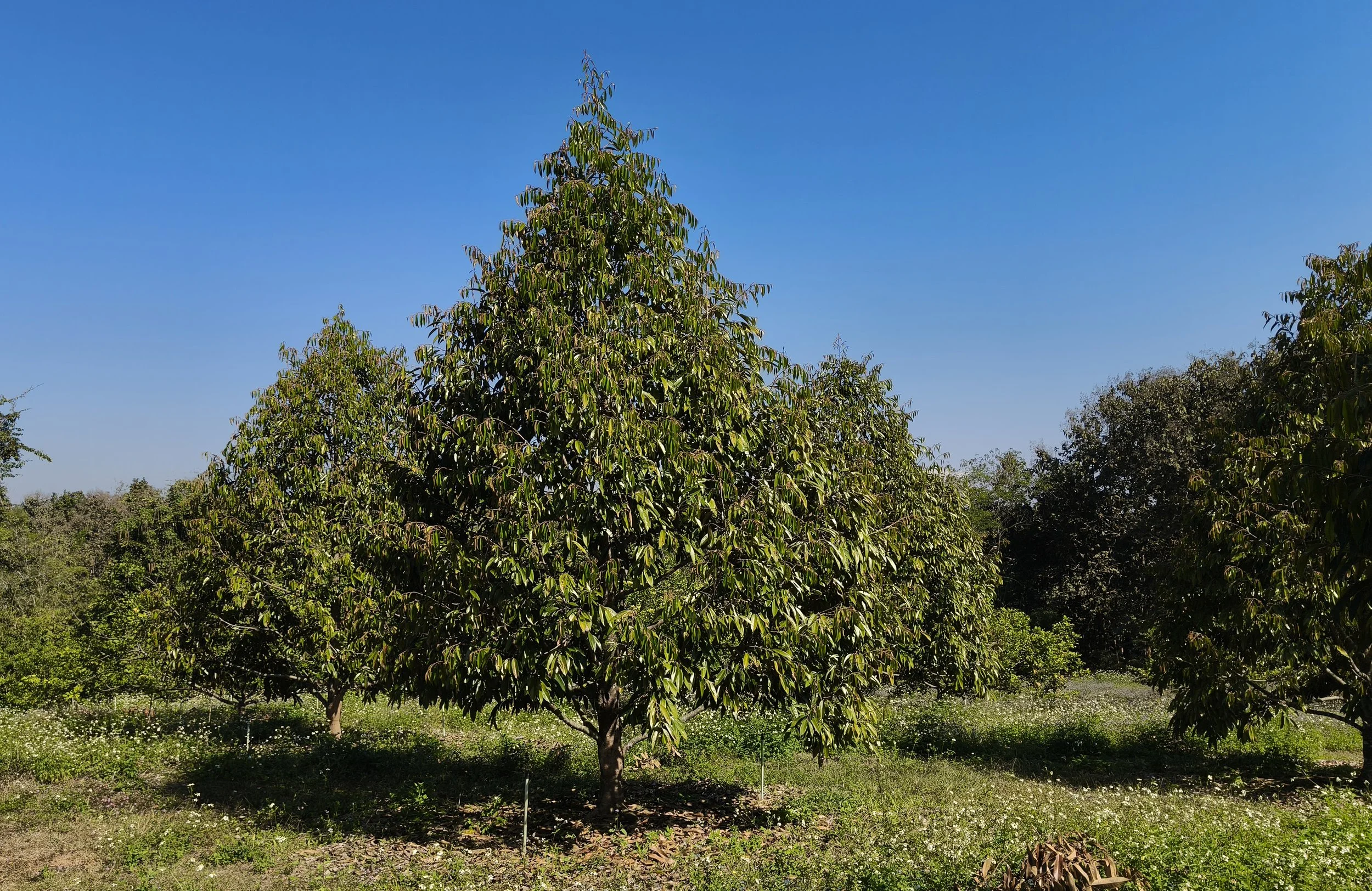 Ngao Durian Farm January 1 2026 (33).jpg