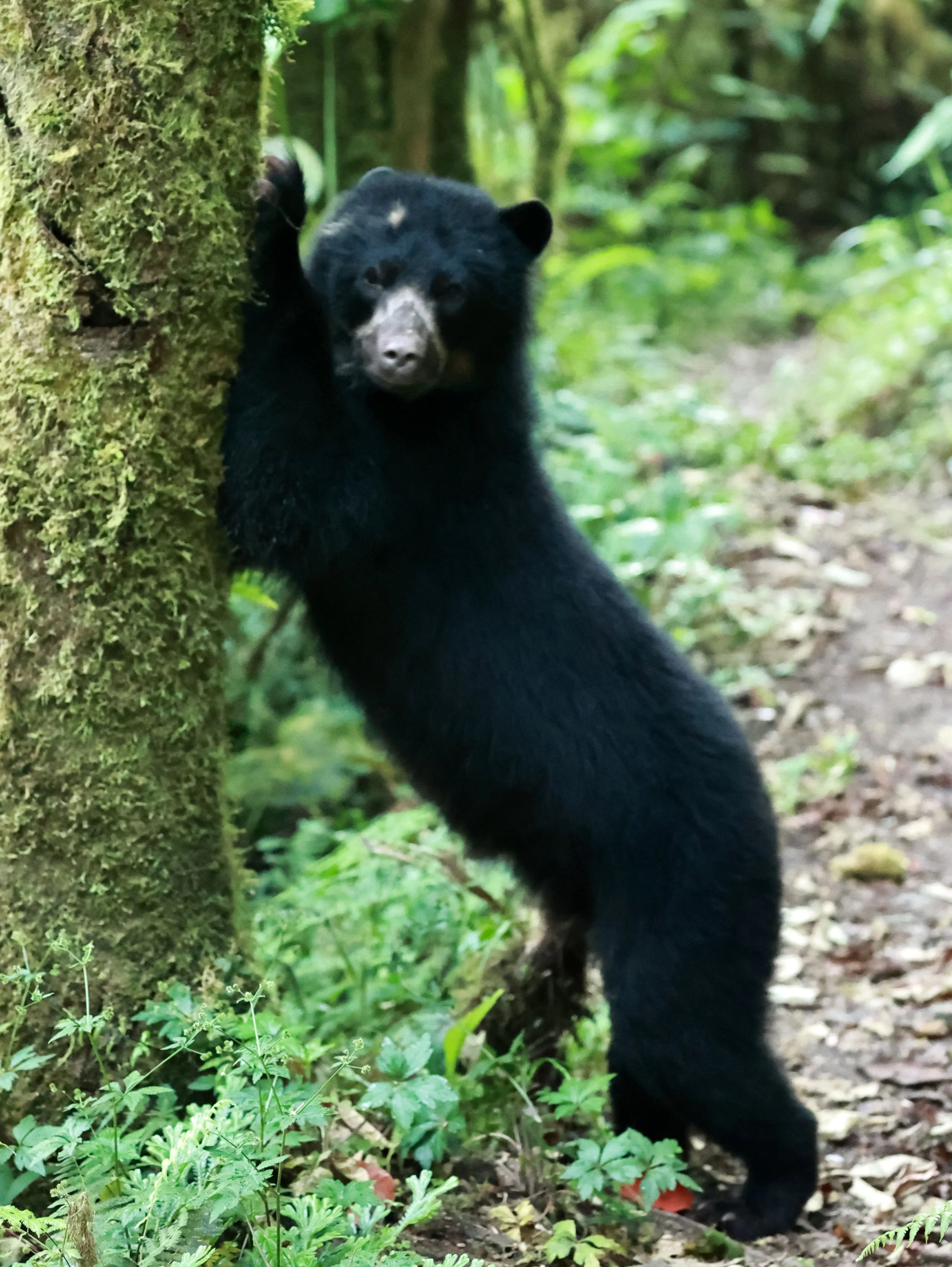 Tremarctos ornatus - Spectacled Bear - Bellavista Cloud Forest Lodge, Ecuador (79).jpg