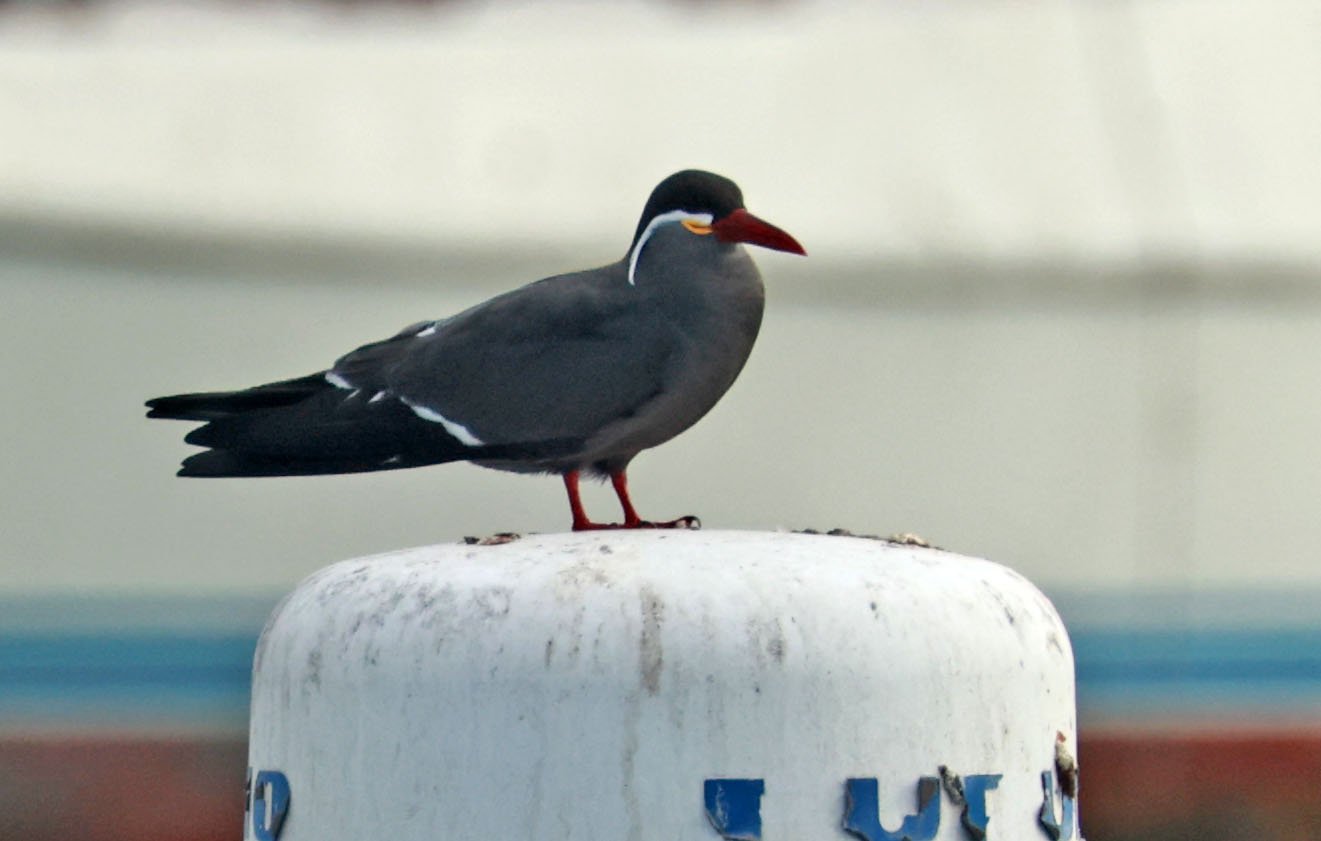 Tern - Inca Tern - Larosterna inca - Arica Chile Coastline (24).jpg