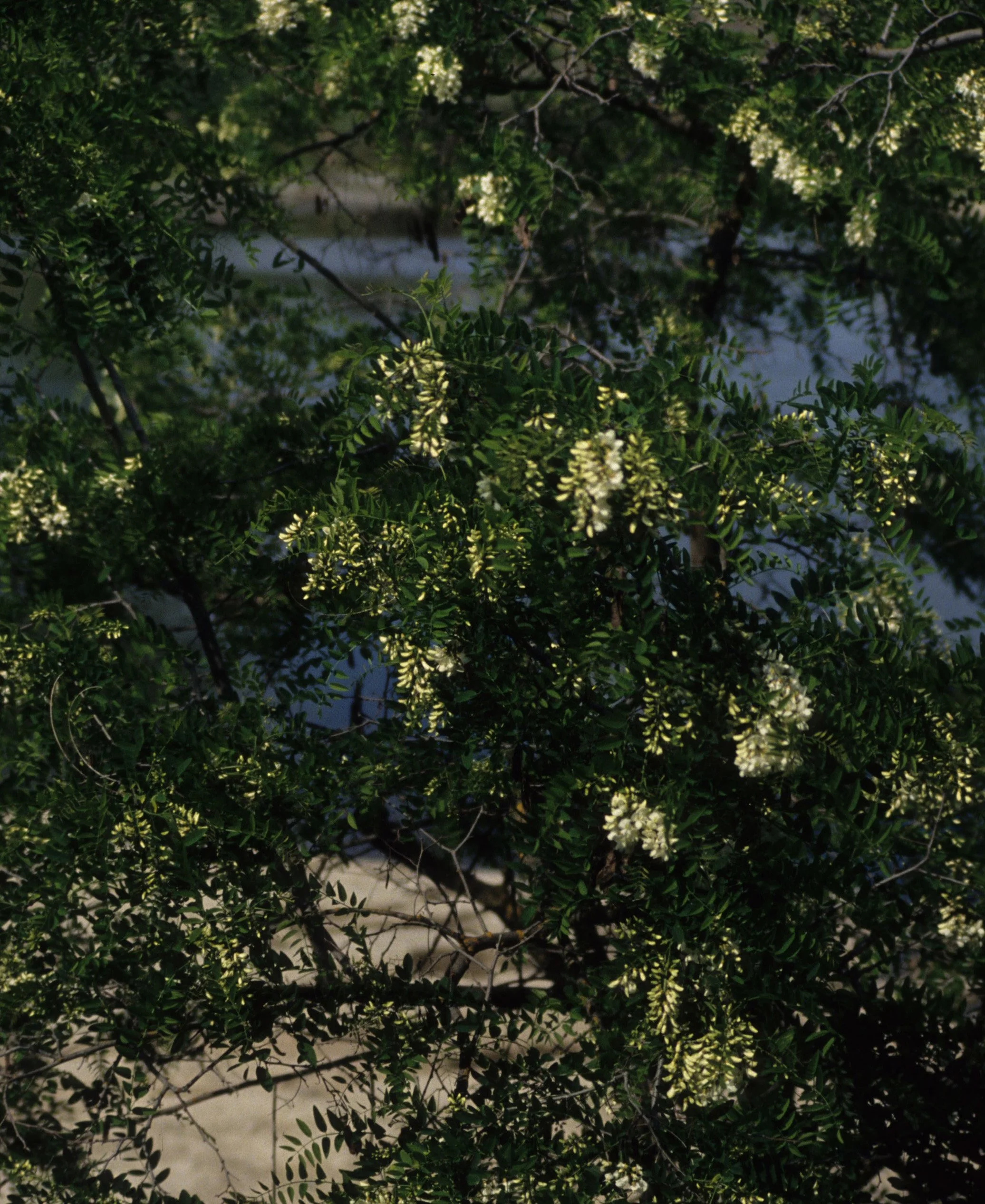 AMERICAN RIVER - ROBINIA PSEUDOACACIA - BLACK LOCUST A.jpg