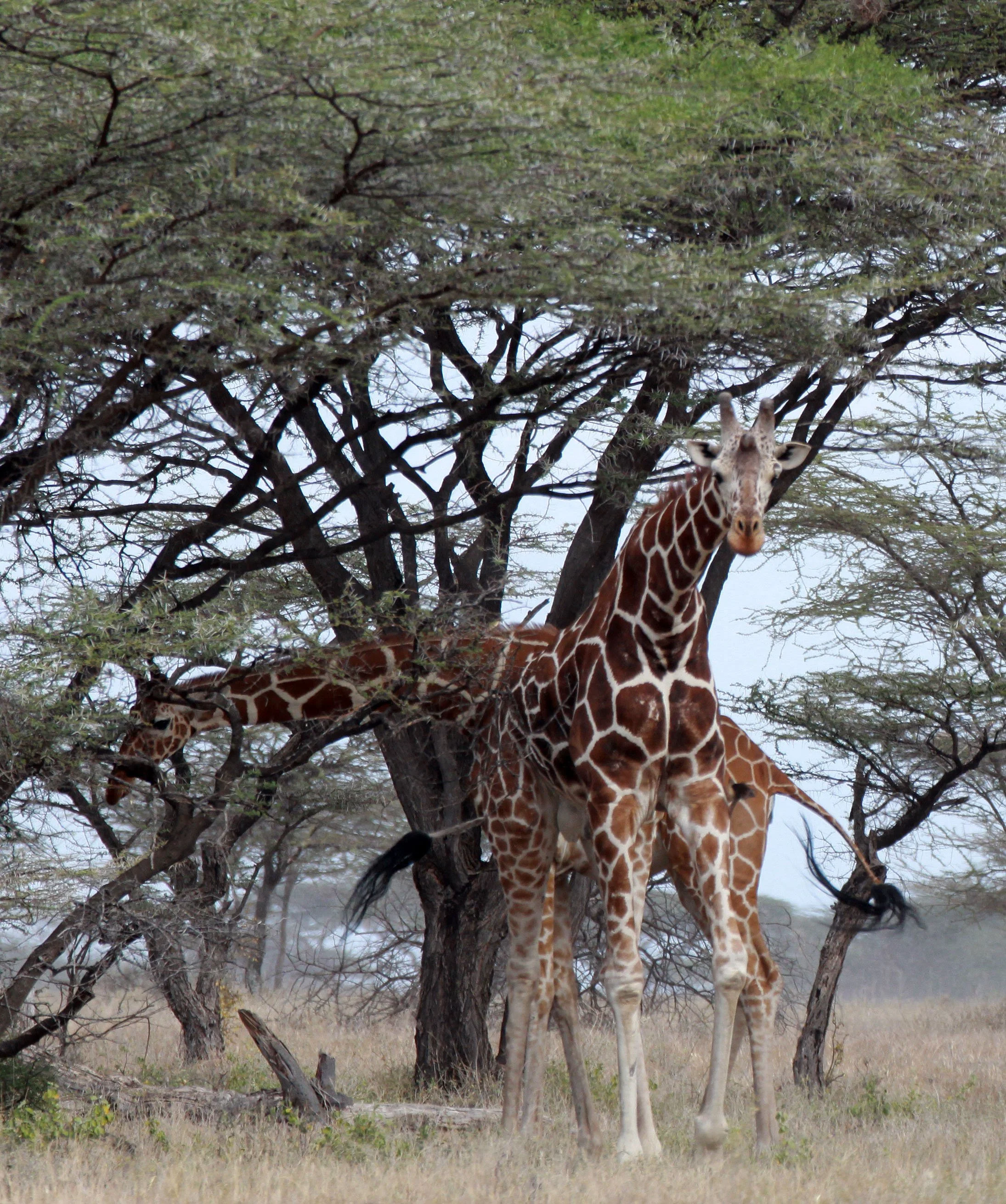GIRAFFE - RETICULATED GIRAFFE - BUFFALO SPRINGS RESERVE KENYA (3).JPG