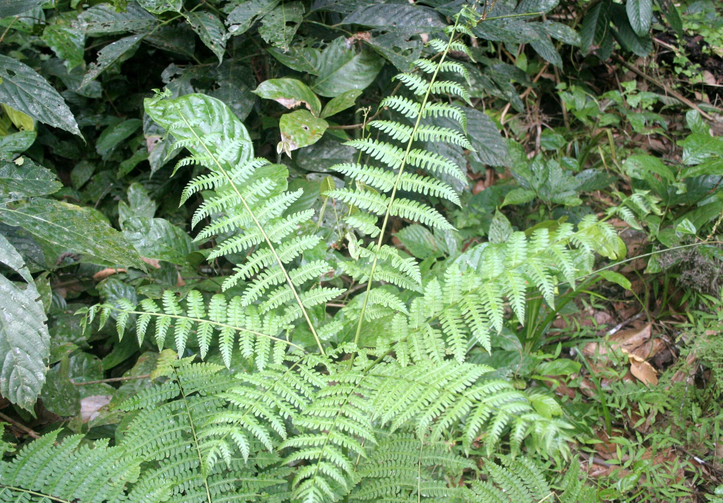 DANUM VALLEY BORNEO - FERN SPECIES (2).JPG