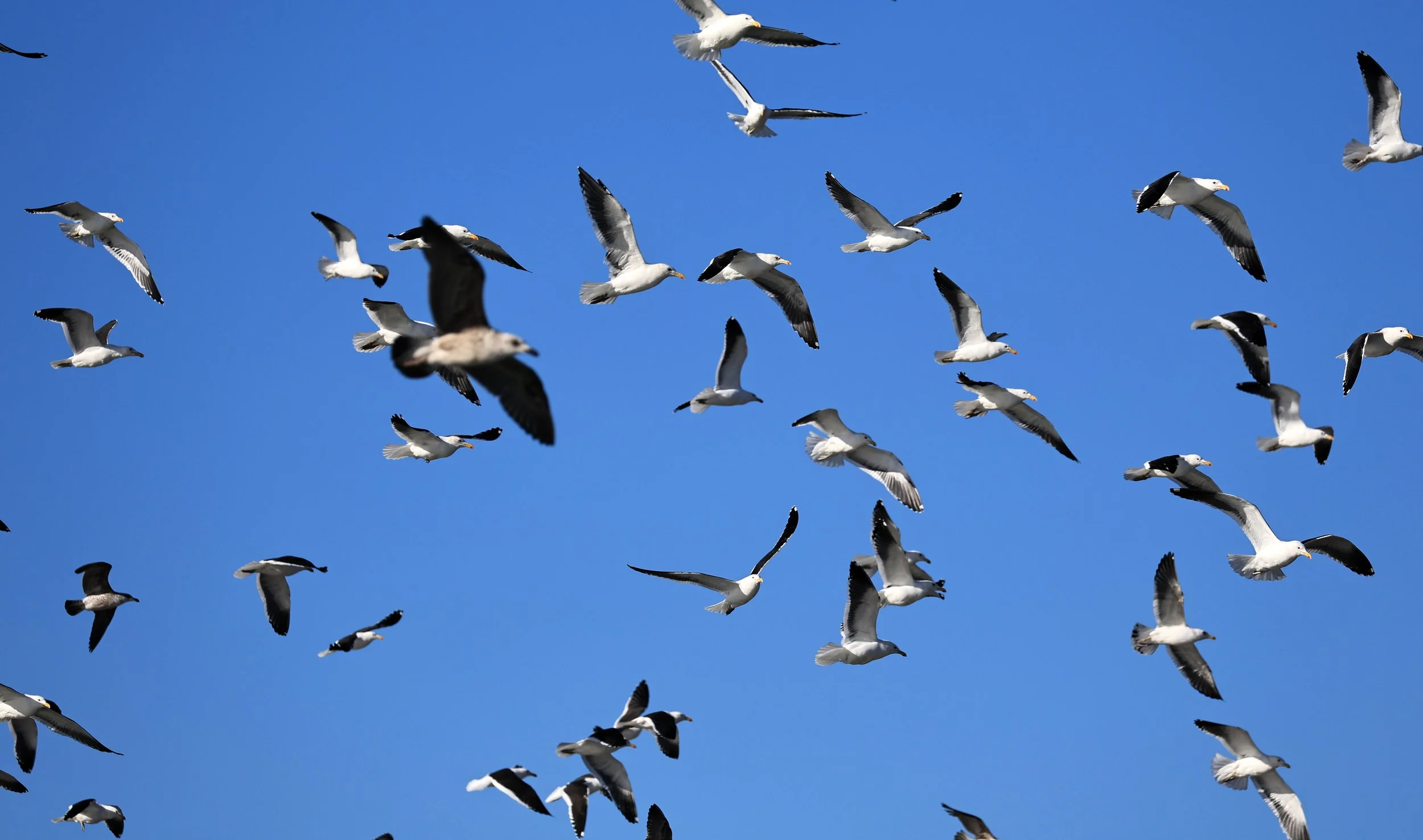 Kelp Gull (Larus dominicanus) Puerto Rawson Argentina (8).jpg