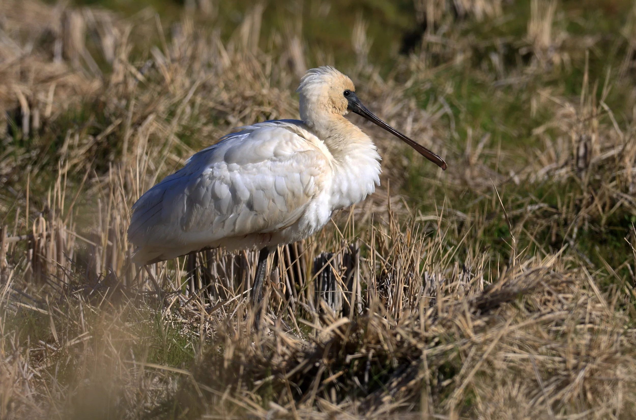 Black-faced Spoonbill (Platalea minor) Izumi Crane Center and Fields Izumi Kagoshima Japan (39).jpg