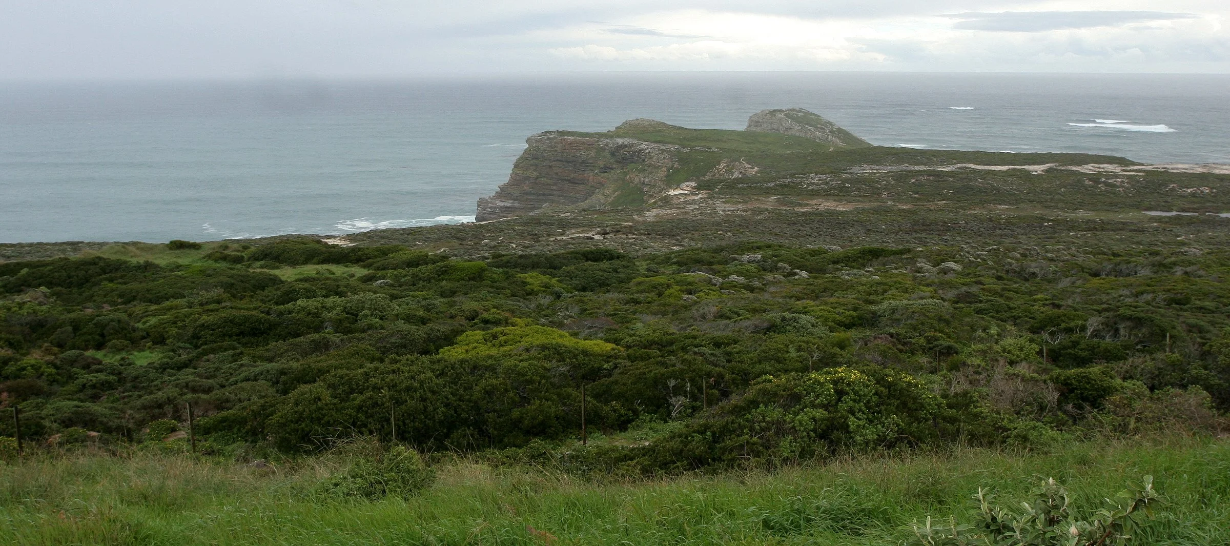 TABLE MOUNTAIN NATIONAL PARK - COASTAL FYNBO PLANT COMMUNITY.JPG