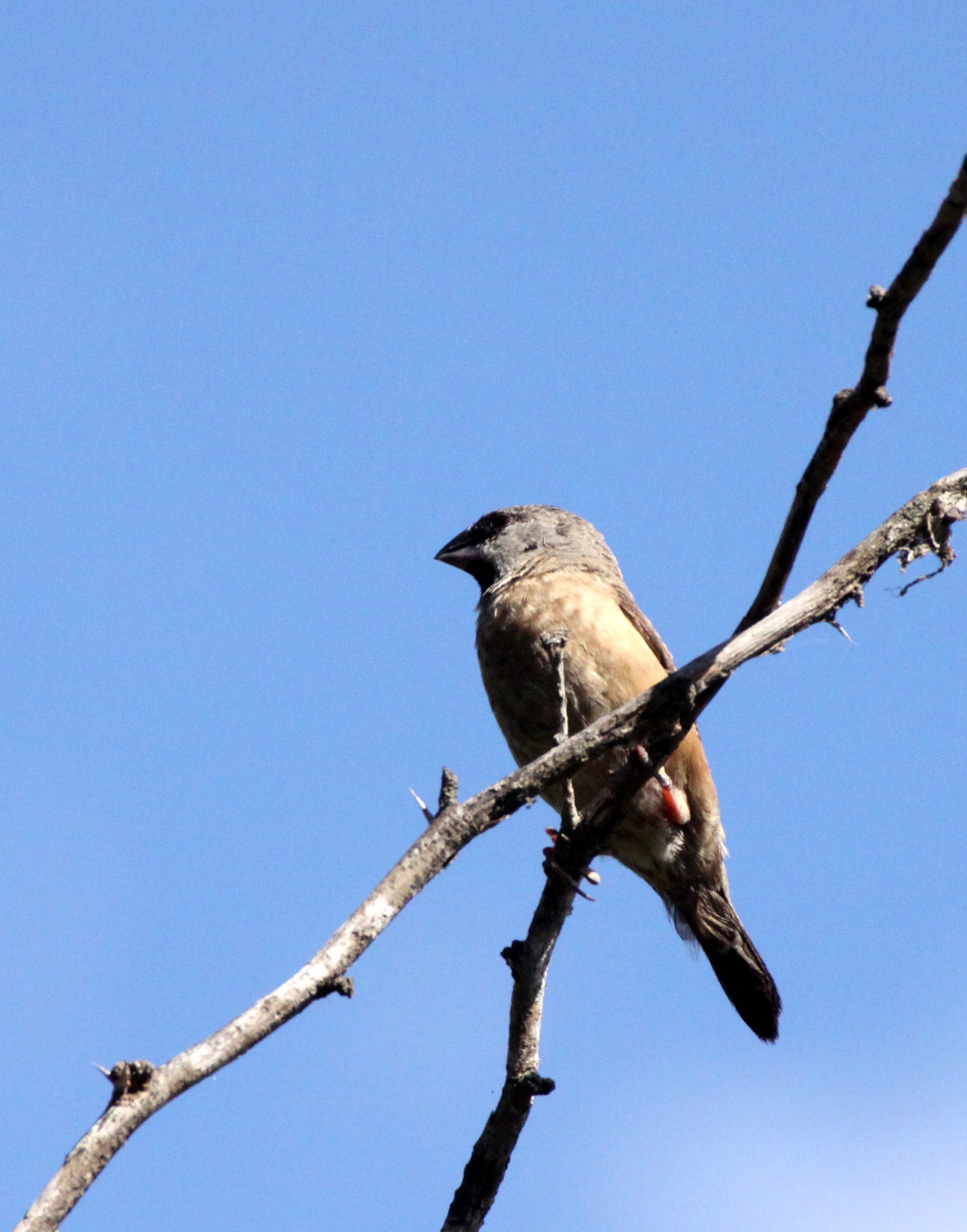 Madagascar Mannikin -  Andohahela NP, Madagascar (female) (3).JPG