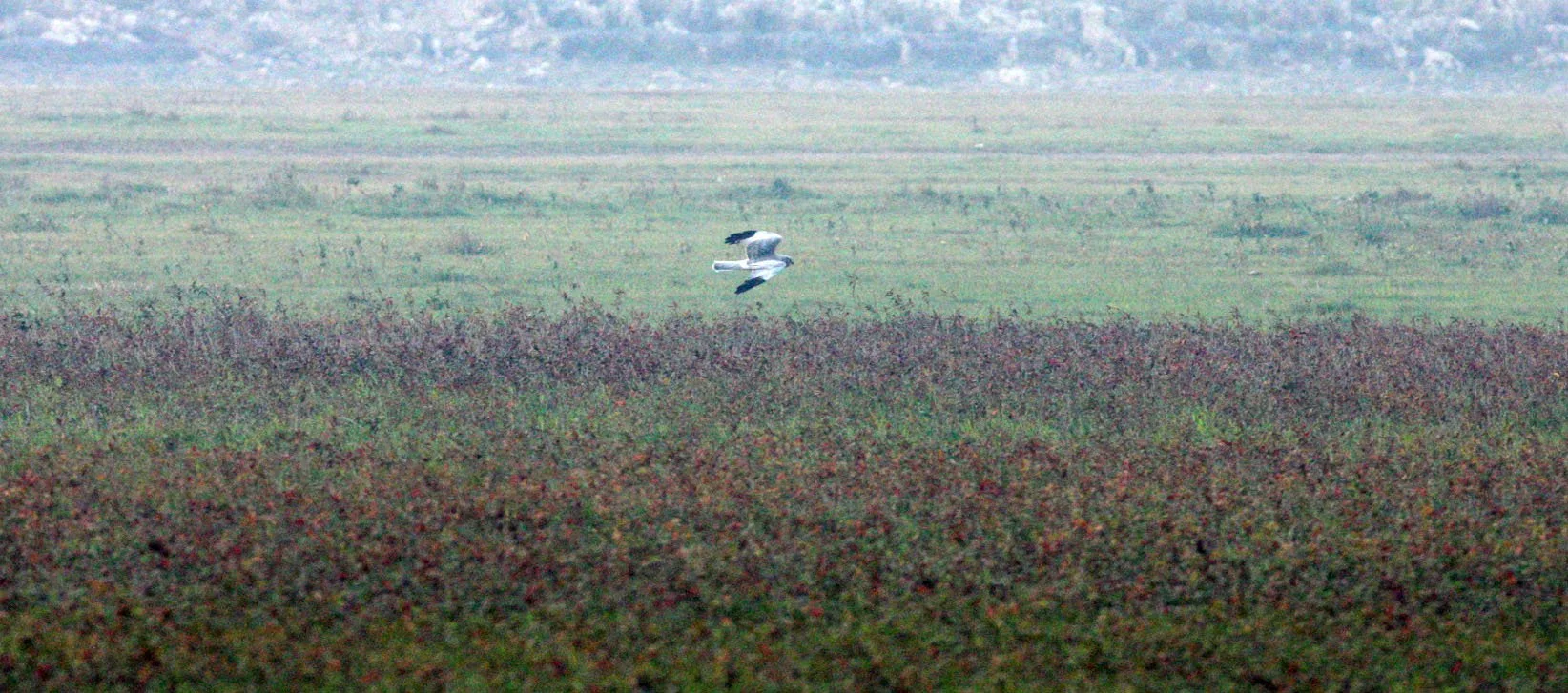 Circus cyaneus - HEN HARRIER - NANJI HILL RESERVE - POYANG LAKE, JIANGXI PROVINCE, CHINA (5).JPG