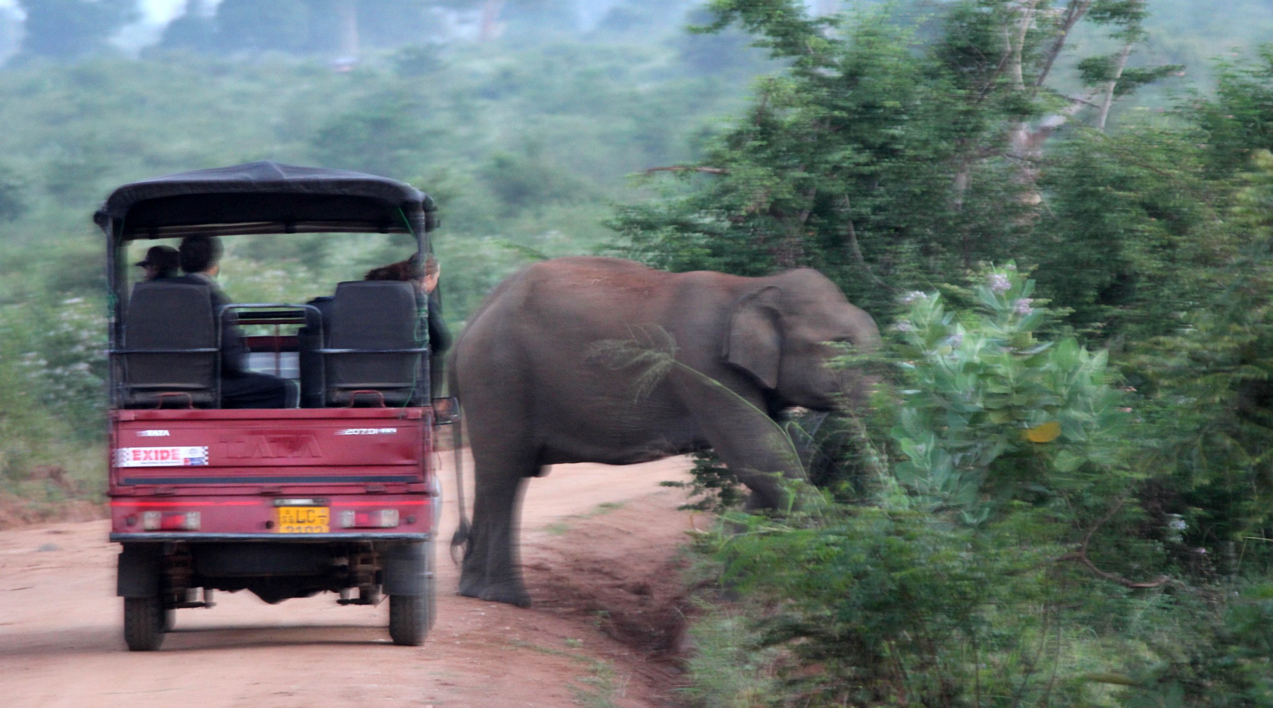 UDAWALAWA NATIONAL PARK SRI LANKA (1).JPG