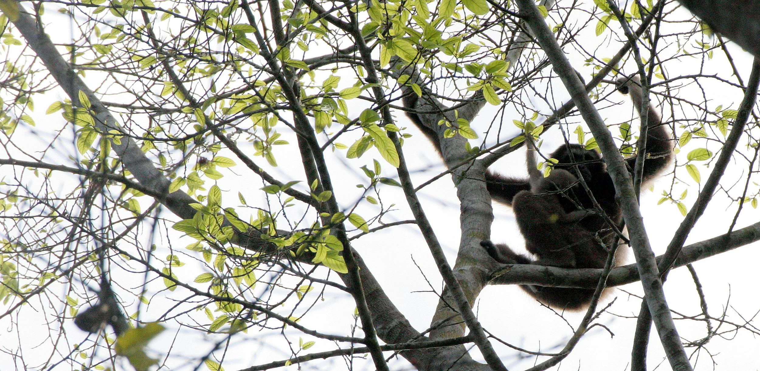 HYLOBATIDAE - Hylobates muelleri - MUELLER'S (GRAY) GIBBON - TABIN WILDLIFE RESERVE  (52).JPG