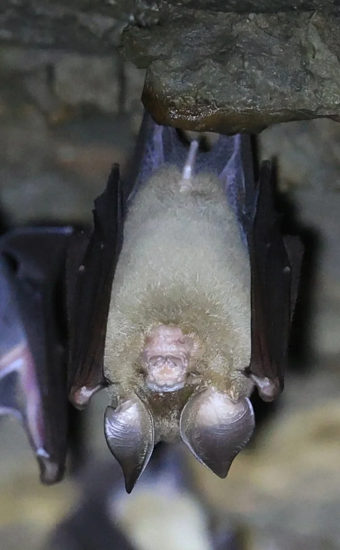 Horsfield’s Leaf-nosed Bat (Hipposideros larvatus) Wat Sa Nam Sai Temple Pak Chong Thailand (54).jpg