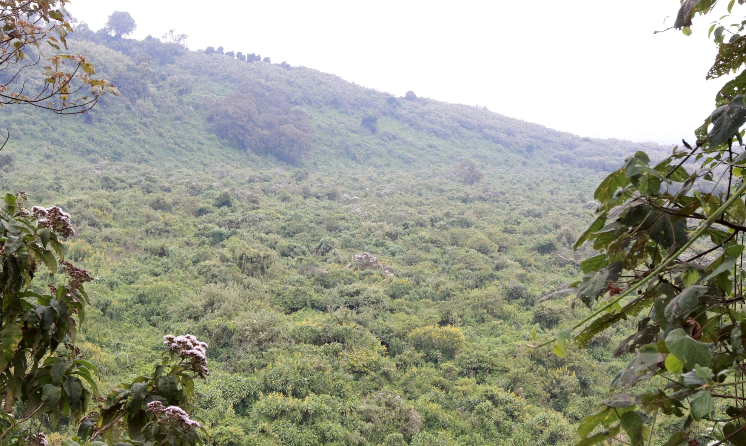 PARC DU VULCANS RWANDA (409).JPG