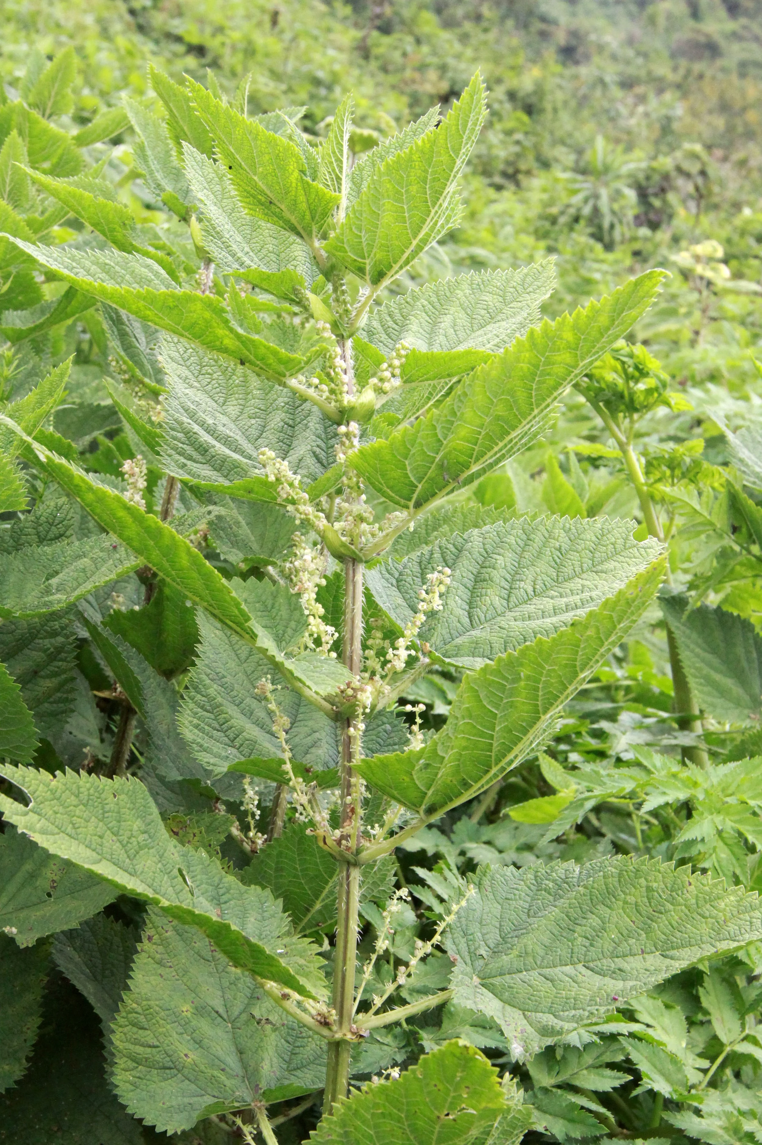 PARC DU VULCANS RWANDA (391).JPG