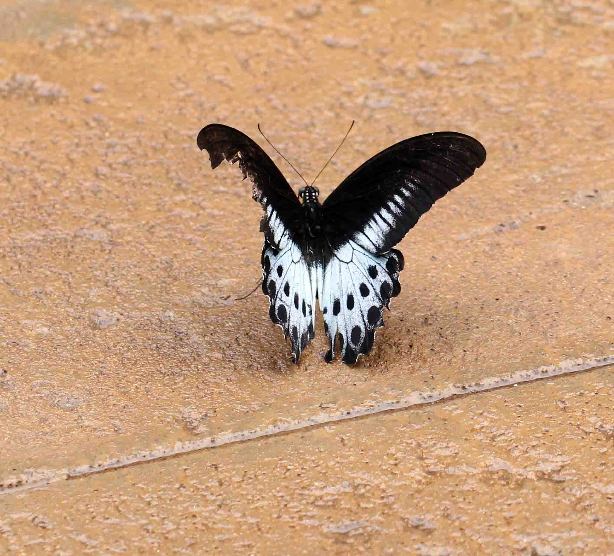 Papilio polymnestor - Sigiriya Forest, Sri Lanka (8).JPG