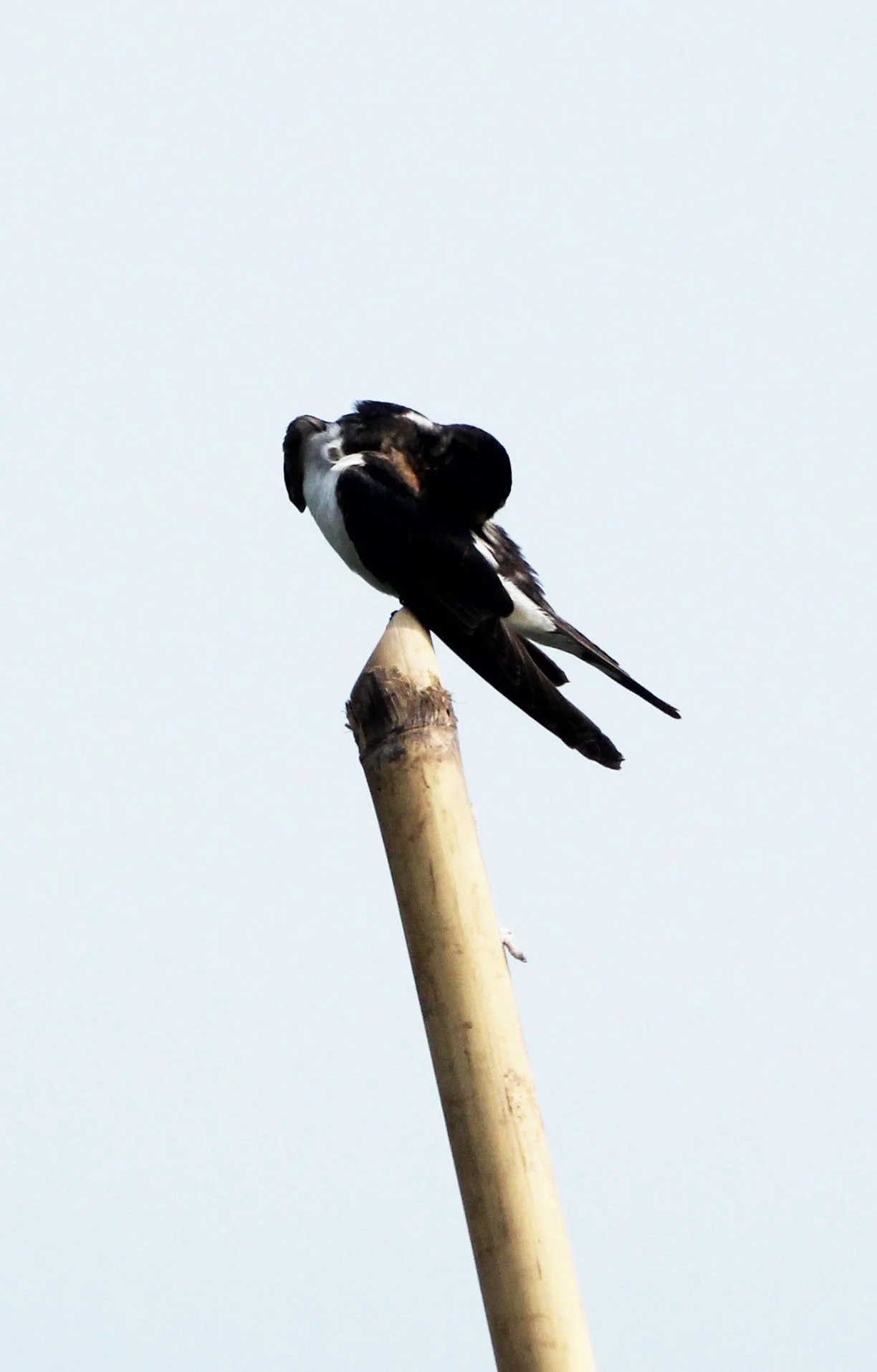 Pacific Swallow (Hirundo tahitica) Kok Kham Machachai Salt Ponds (3).JPG