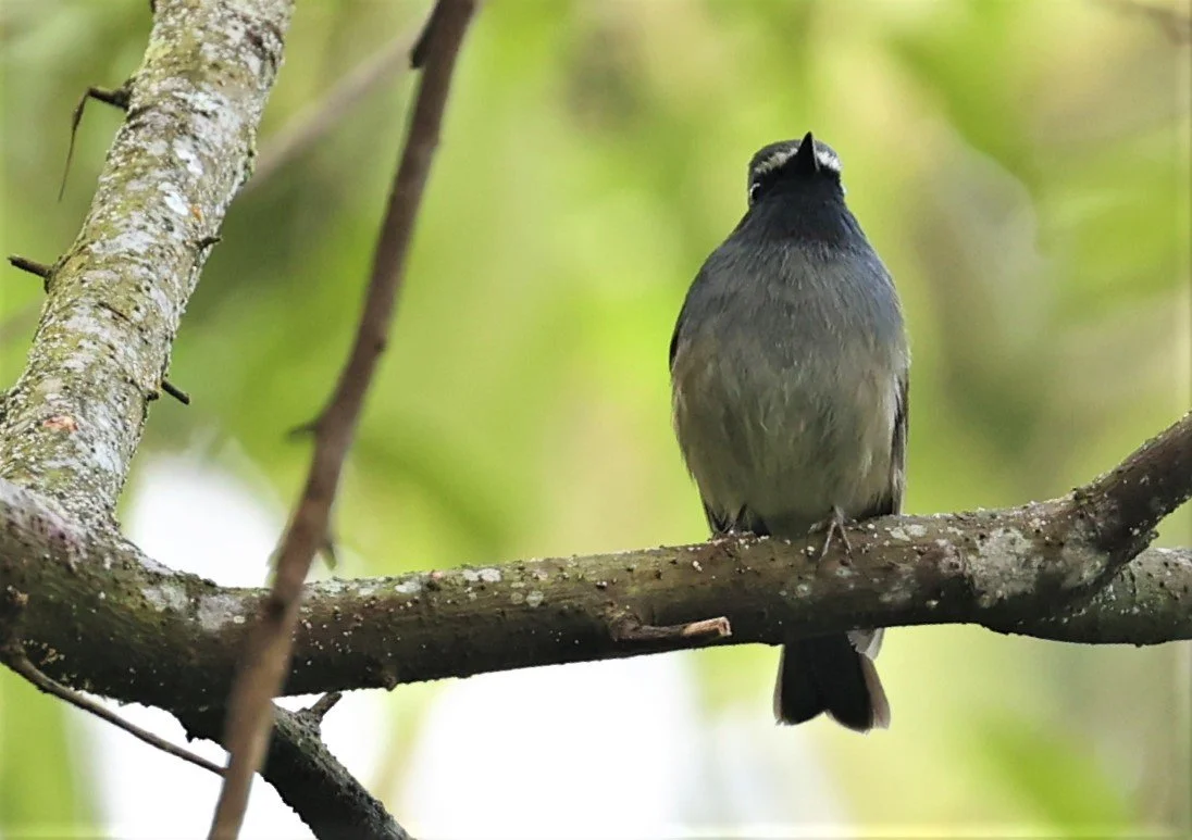 FLYCATCHER - RUFOUS-GORGETED FLYCATCHER - Ficedula strophiata - DOI LANG WEST, DOI PHA HOM POK NP, CHIANG MAI DEC 2021 (36).jpg