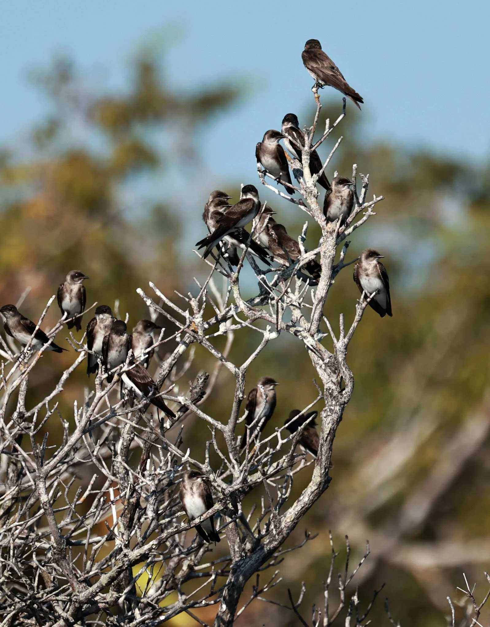 Brown-chested Martin (Progne tapera) Ariau River & Rio Negro Region Southwest of Manaus (1).jpg