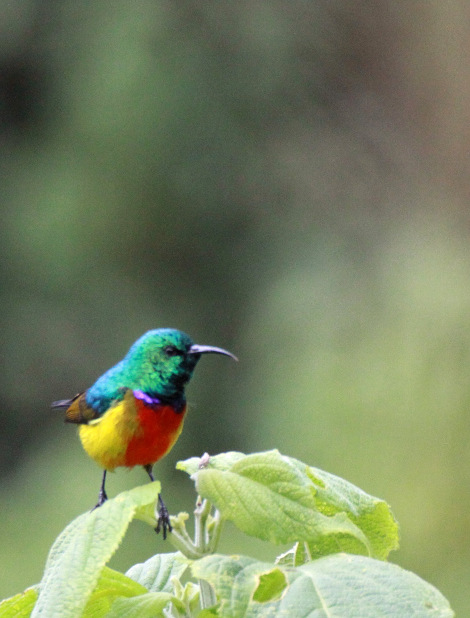 Regal Sunbird (Cinnyris regius) - RWENZORI NATIONAL PARK UGANDA (12).JPG
