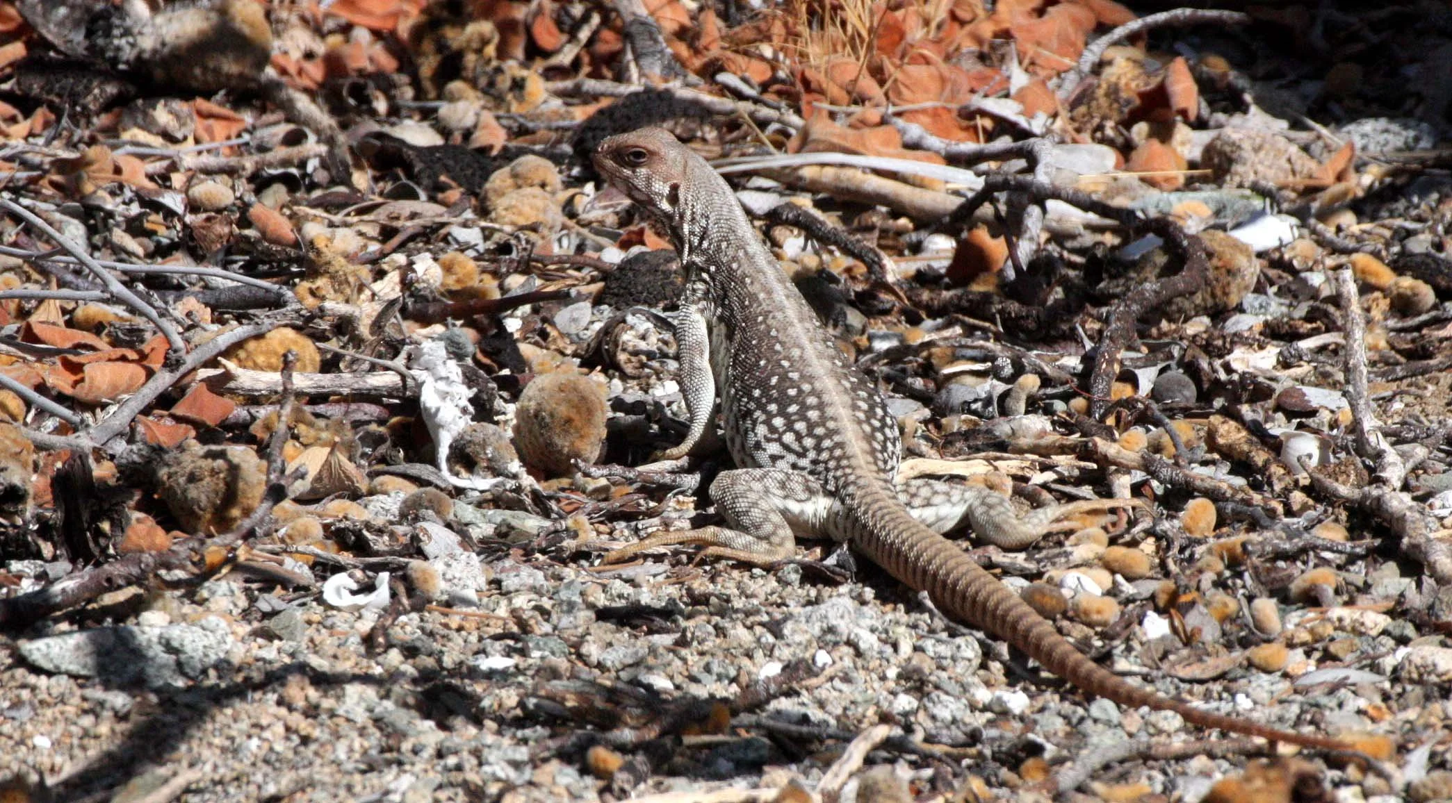 Dipsosaurus catalinensis - CATALINA ISLAND DESERT IGUANA - ISLA SANTA CATALINA BAJA MEXICO  (7).JPG