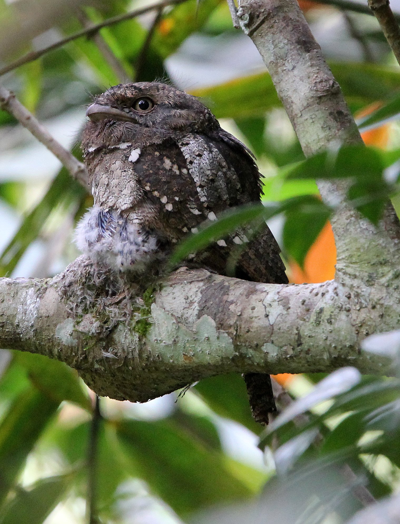 BIRD - FROGMOUTH - CEYLON FROGMOUTH -  SINGHARAJA NATIONAL PARK SRI LANKA (27).JPG