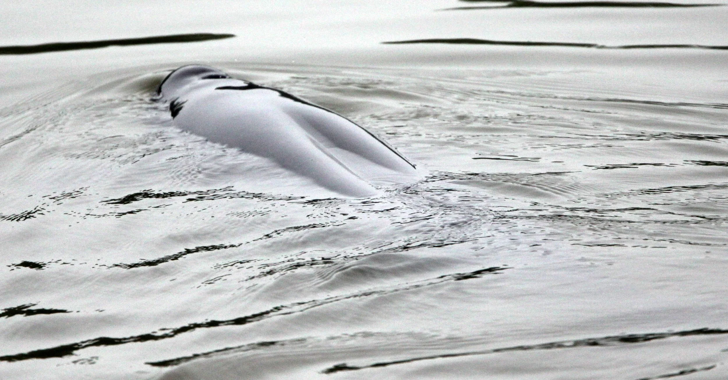 Neophocaena asiaeorientalis asiaeorientalis - YANGTZE RIVER FINLESS PORPOISE - TONGLING RIVER DOLPHIN NATIONAL NATURE RESERVE - YUZHOU ISLAND (28).JPG