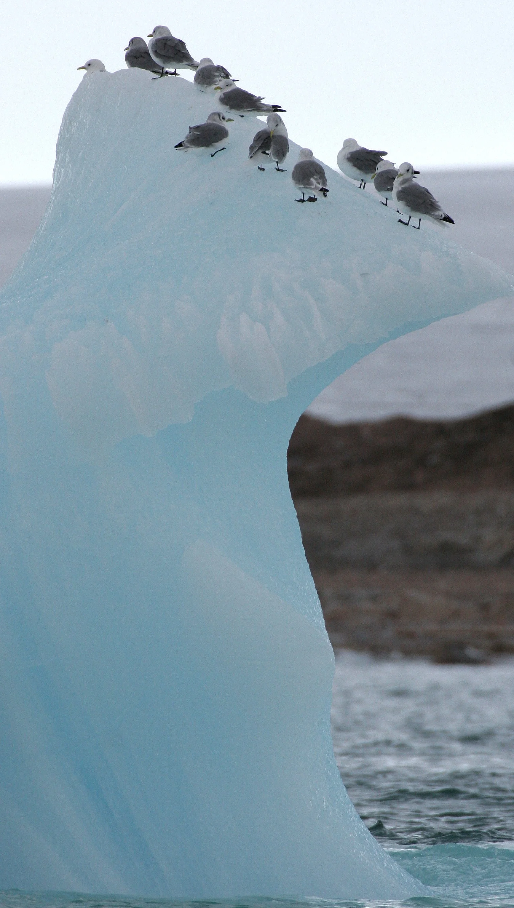 BIRD - KITTIWAKE - BLACK-LEGGED - SVALBARD (4).jpg