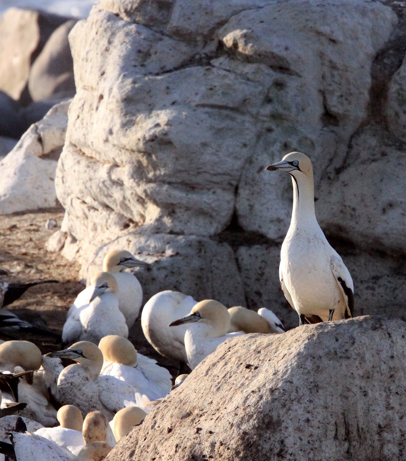 Cape gannet (Morus capensis) Lambert's Bay South Africa (18).JPG