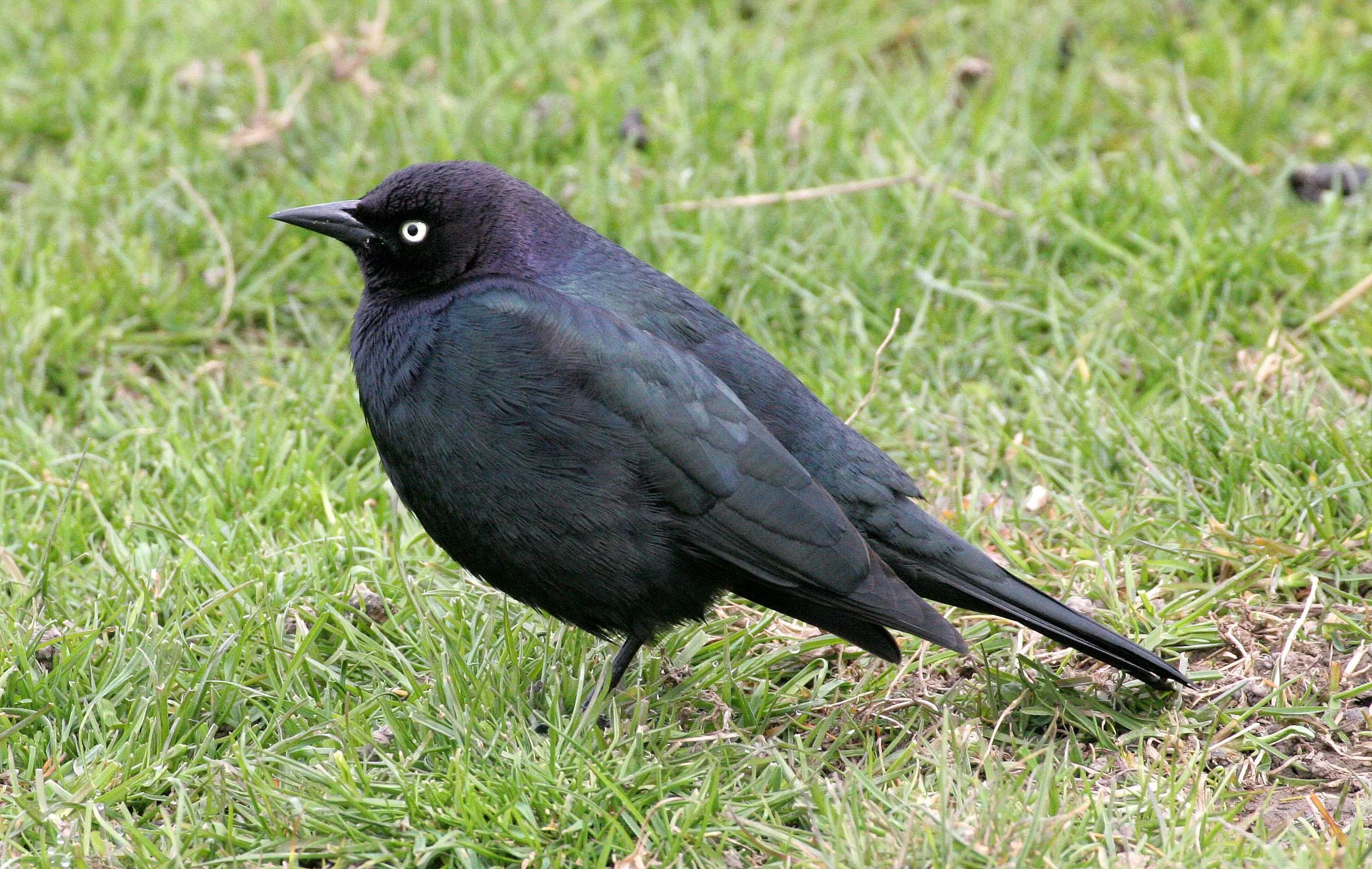 Brewer's Blackbird (Euphagus cyanocephalus) Dungeness Sequim Washington (9).jpg